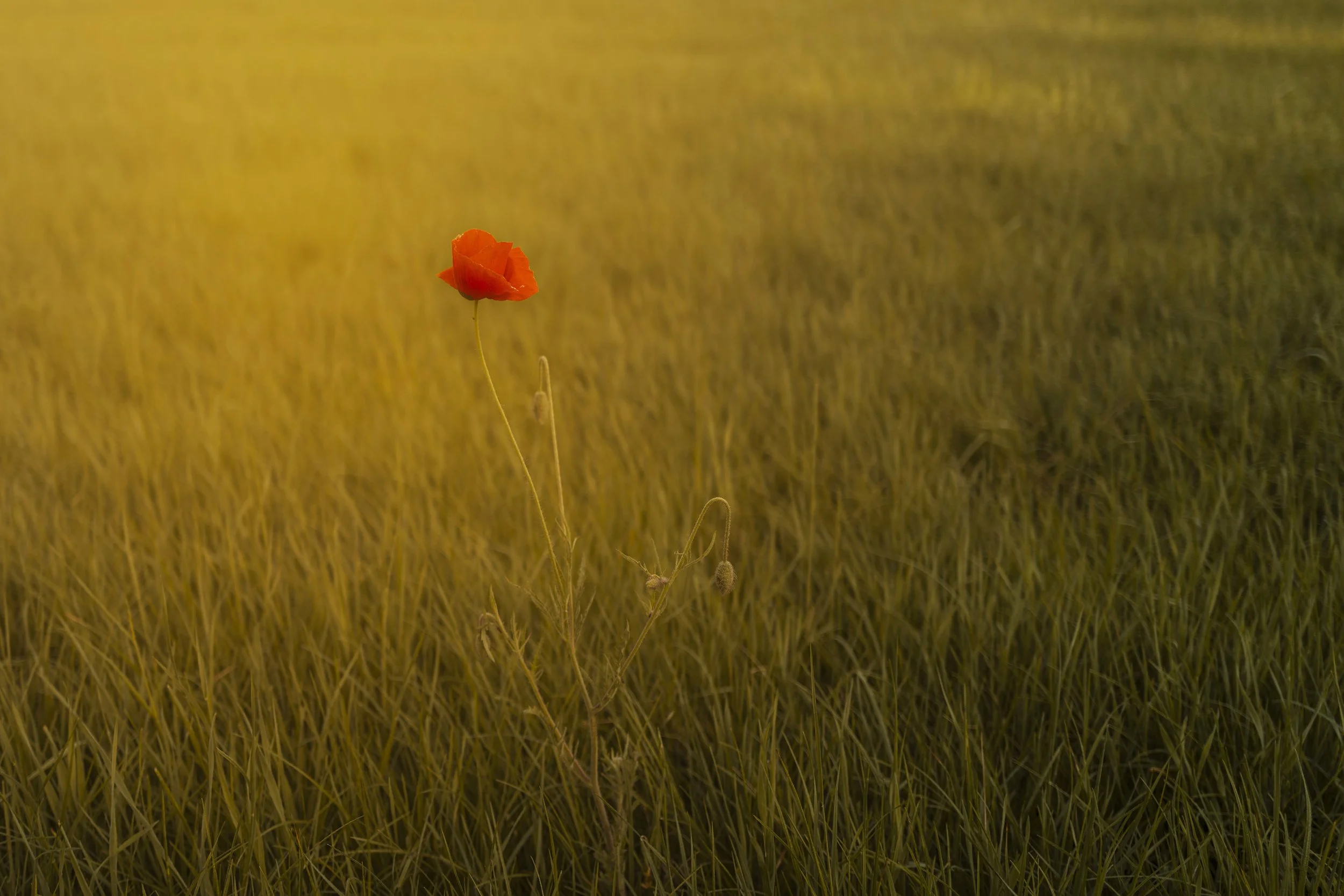 Klaprood in het veld