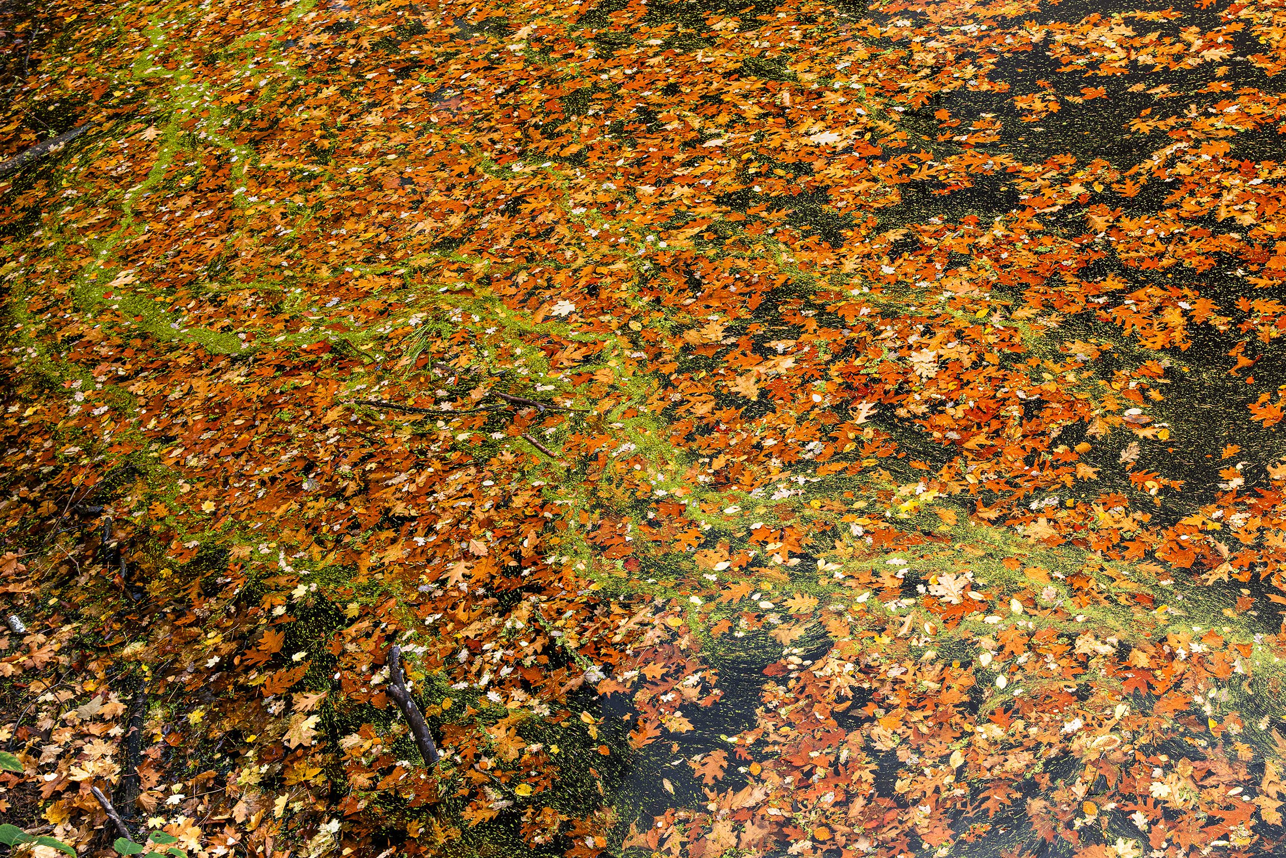 Herfst kleuren