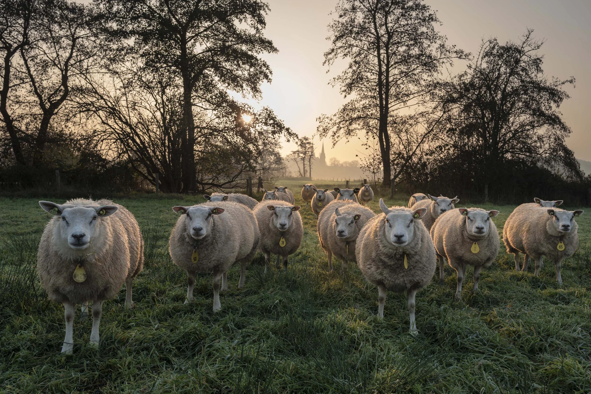 Schapen, Trappistenklooster, Berkel Enschot
