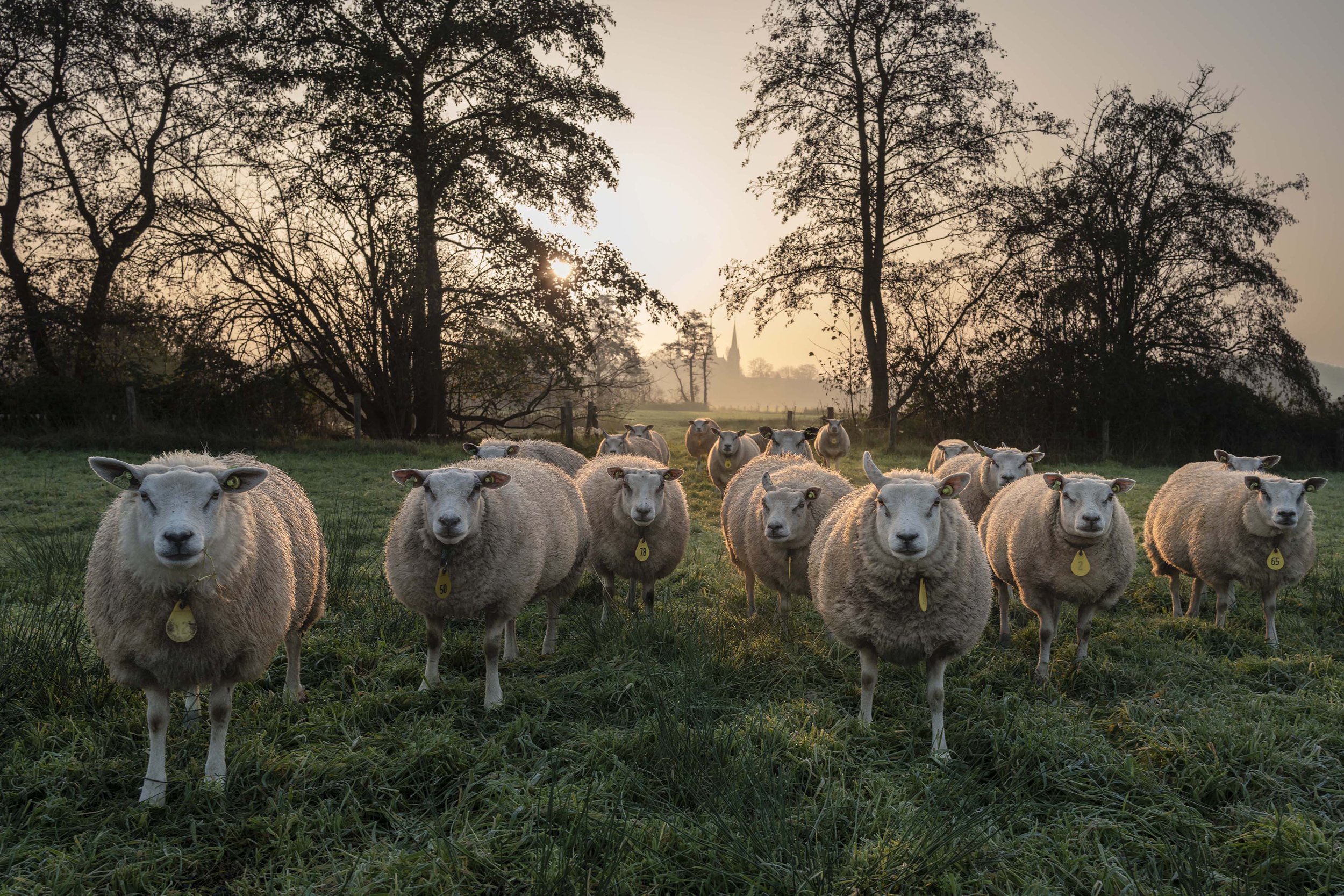 Schapen Trappisten klooster Berkel Enschot Nikon D850 in de vroege ochtend