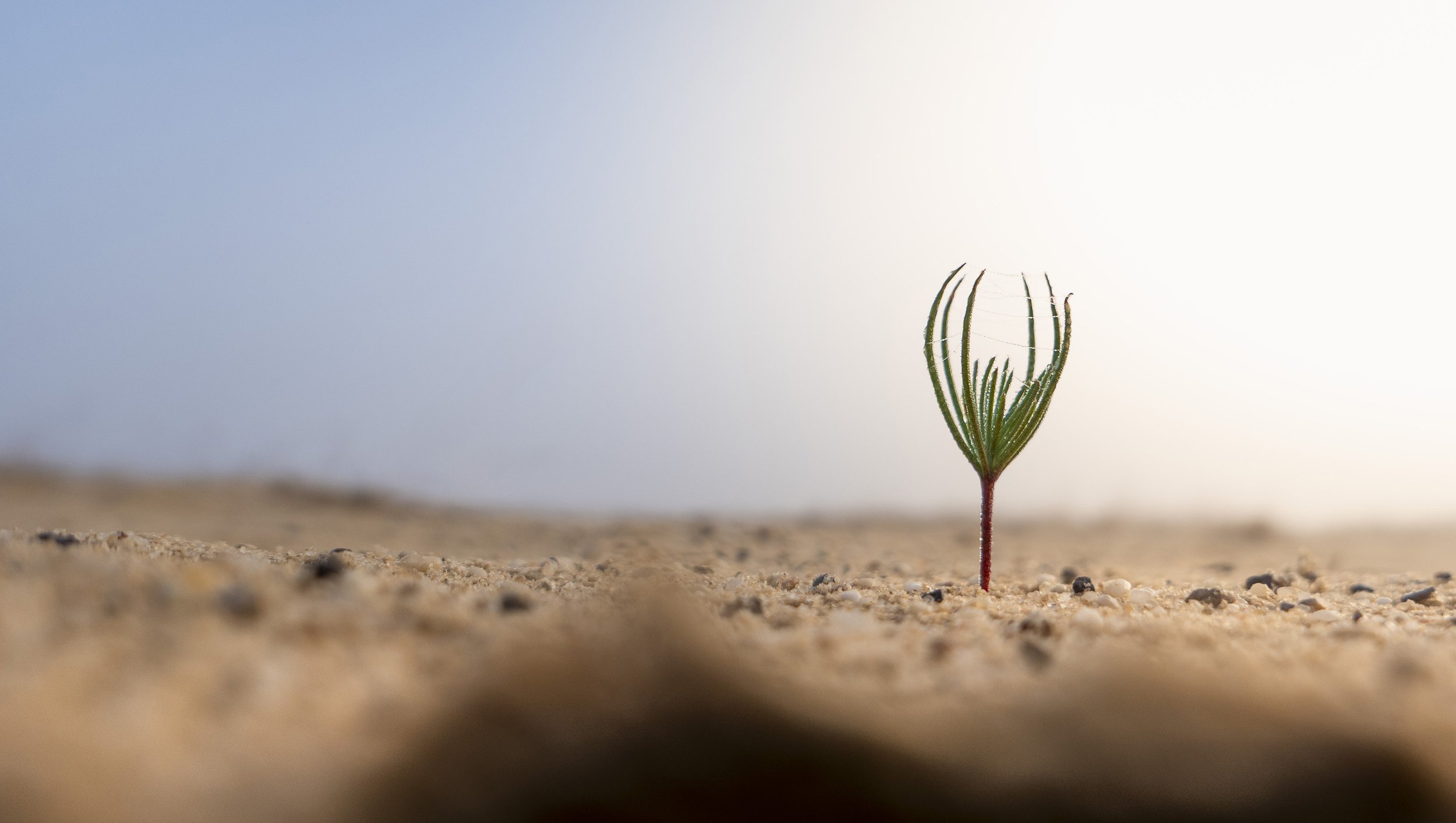 Mini boom, Drunense Duinen