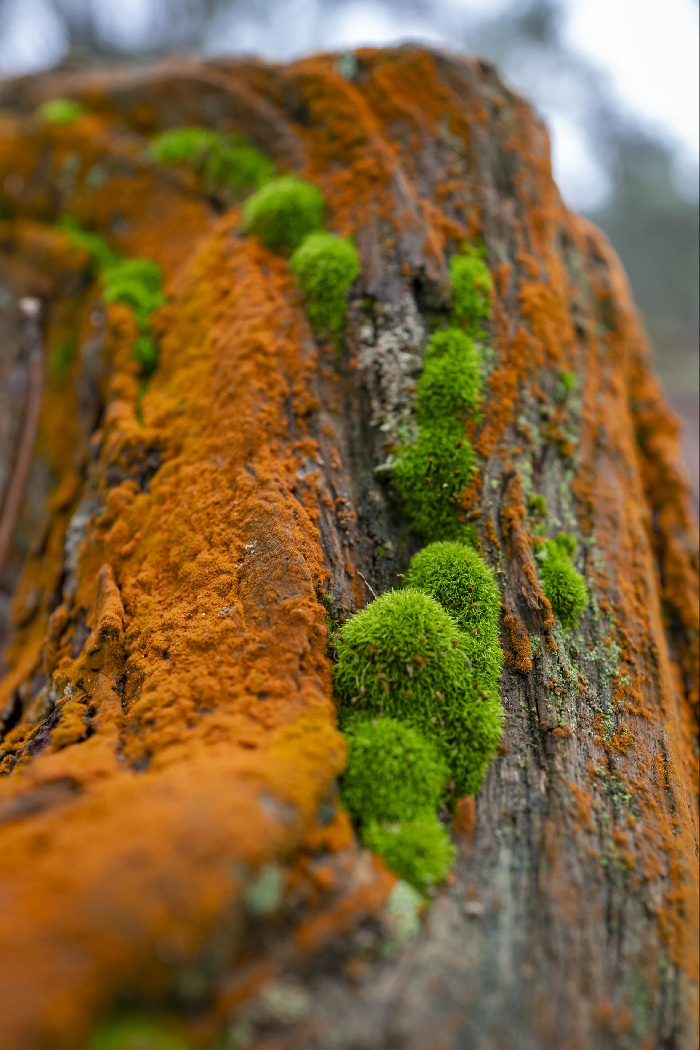groen oranje, mos