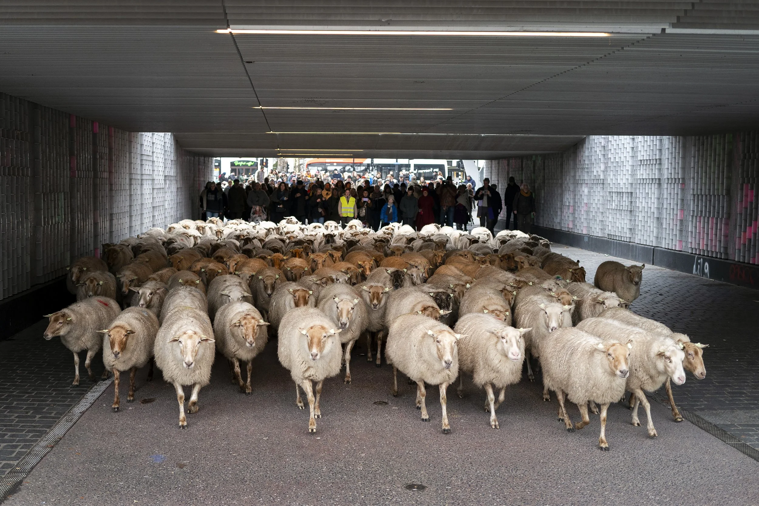 Schapen door het centrum, Tilburg