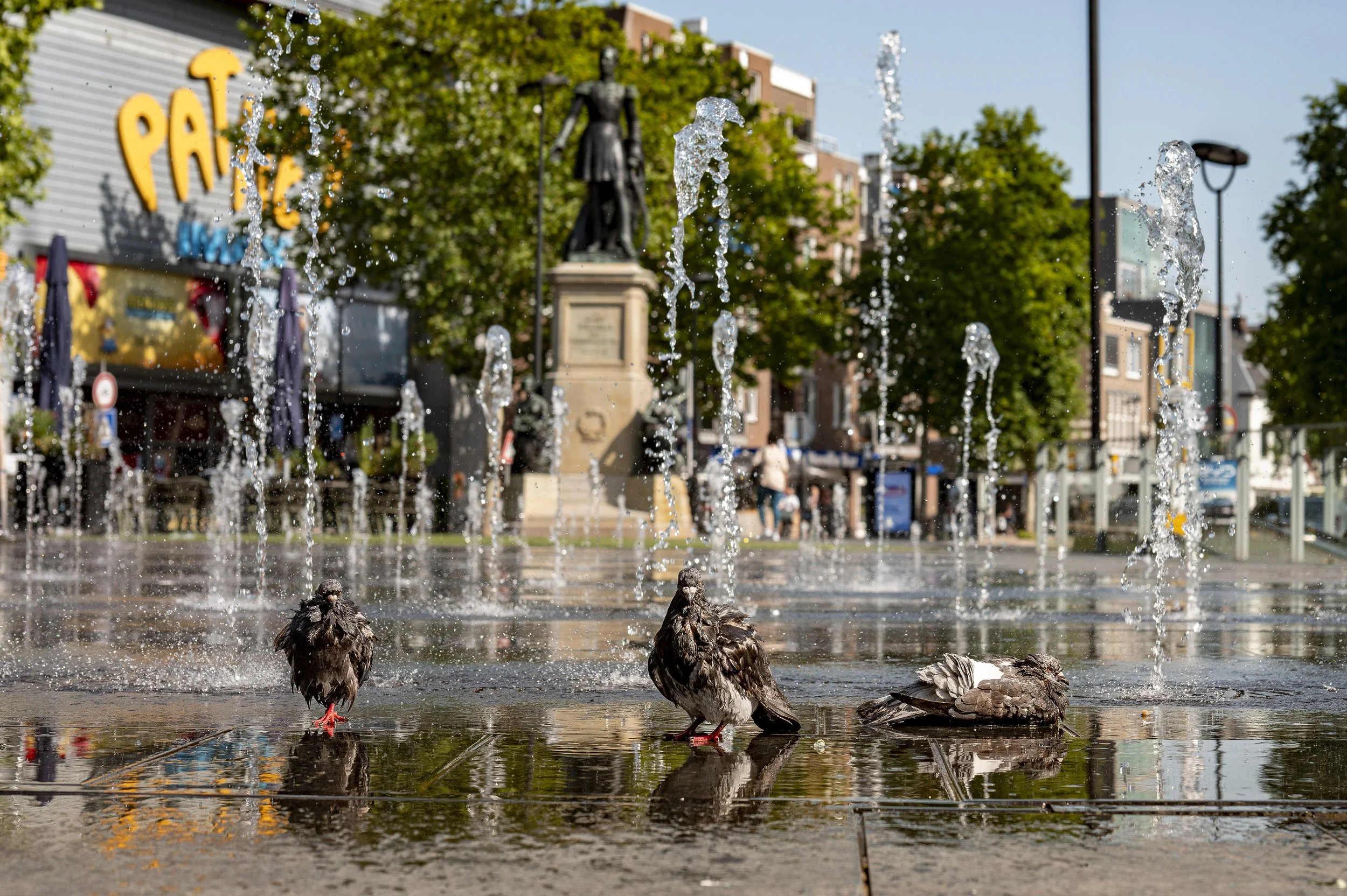 Duiven zoeken verkoeling tijdens warmste dag van het jaar, Heuvel, Tilburg