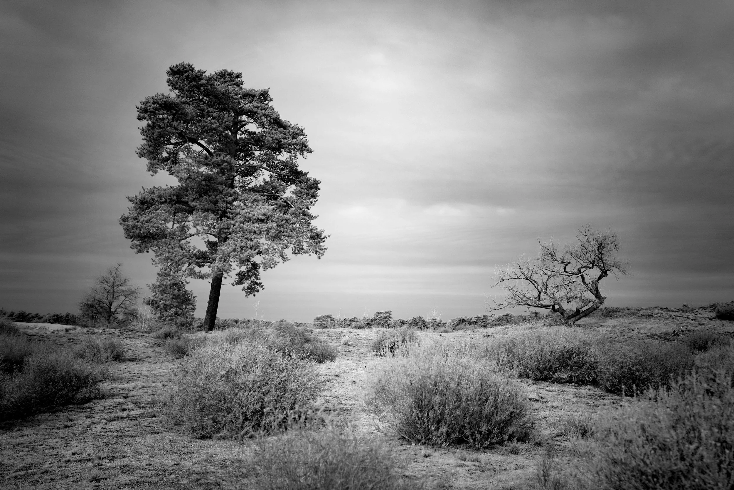 Ir infrarood, Drunense Duinen, Waalwijk 