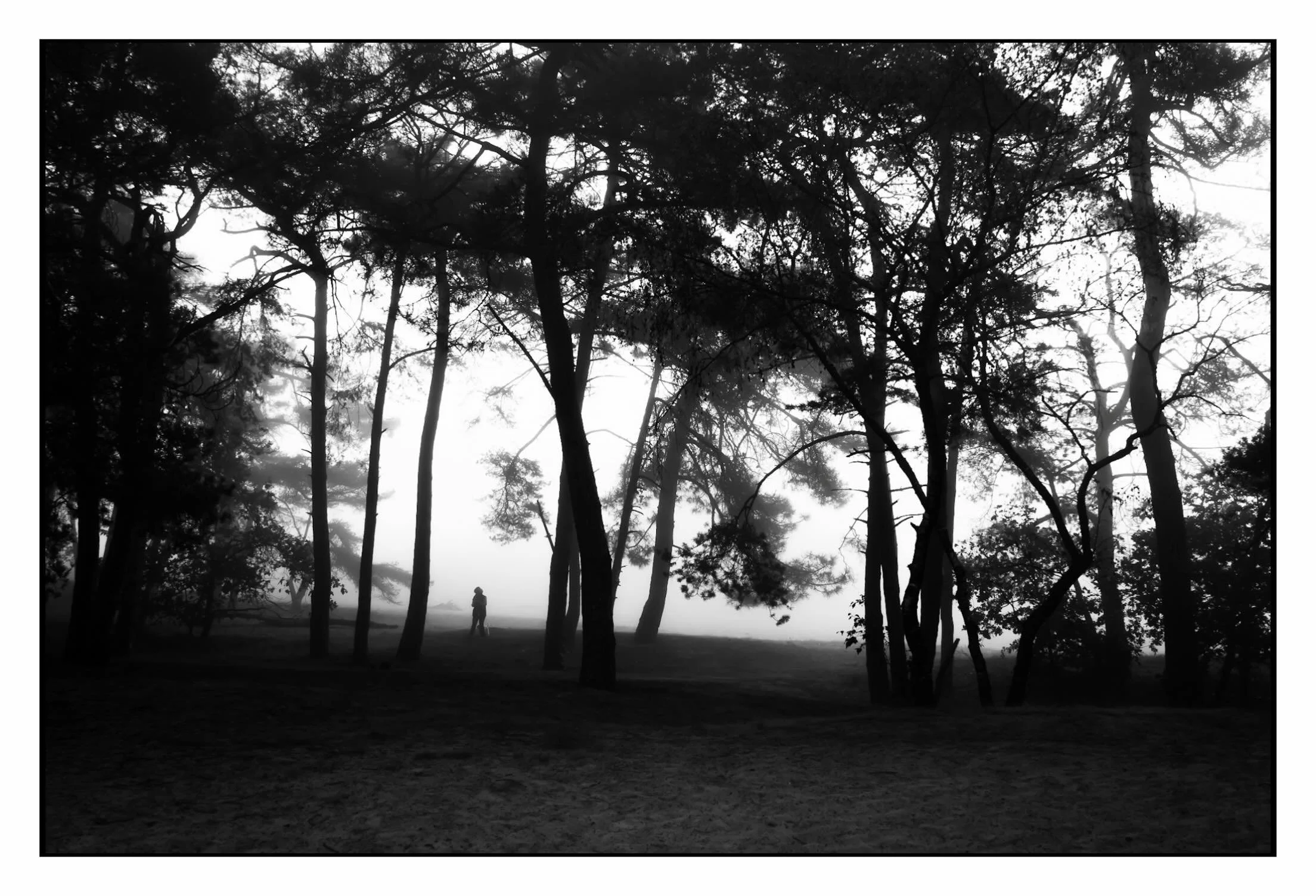 20261004 misty morning in de Drunense Duinen.
LeicaDLux8, iso100, f2,5, 1/1000sec.
#drunenseduinen #leicadlux8 #duinen