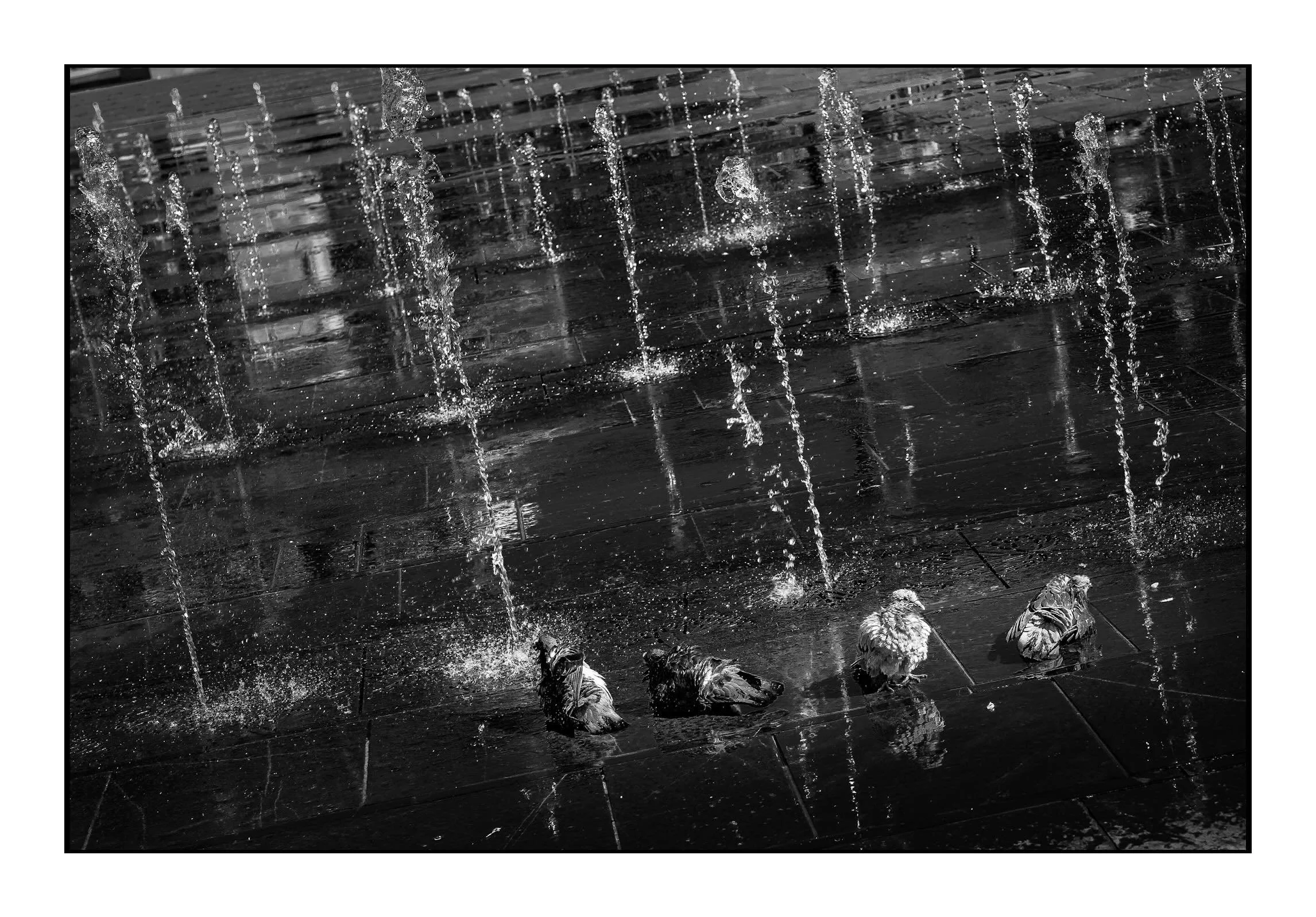 20260624, duiven zoeken verkoeling in de fontein op de Heuvel, Tilburg.
LeicaQ43, Iso320, f4.5, 1/1000sec.
#leicaq #tilburgcity #heuvelTilburg #🕊 #hittegolf☀️