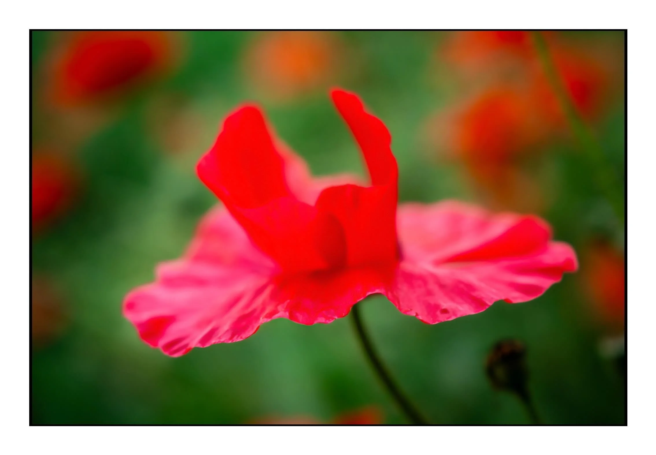 20260622, klaproos in de voortuin, Tilburg.
LeicaQ43, Iso800, f3.2, 1/500sec, 43mm macro.
#leicaq #tilburg #poppy