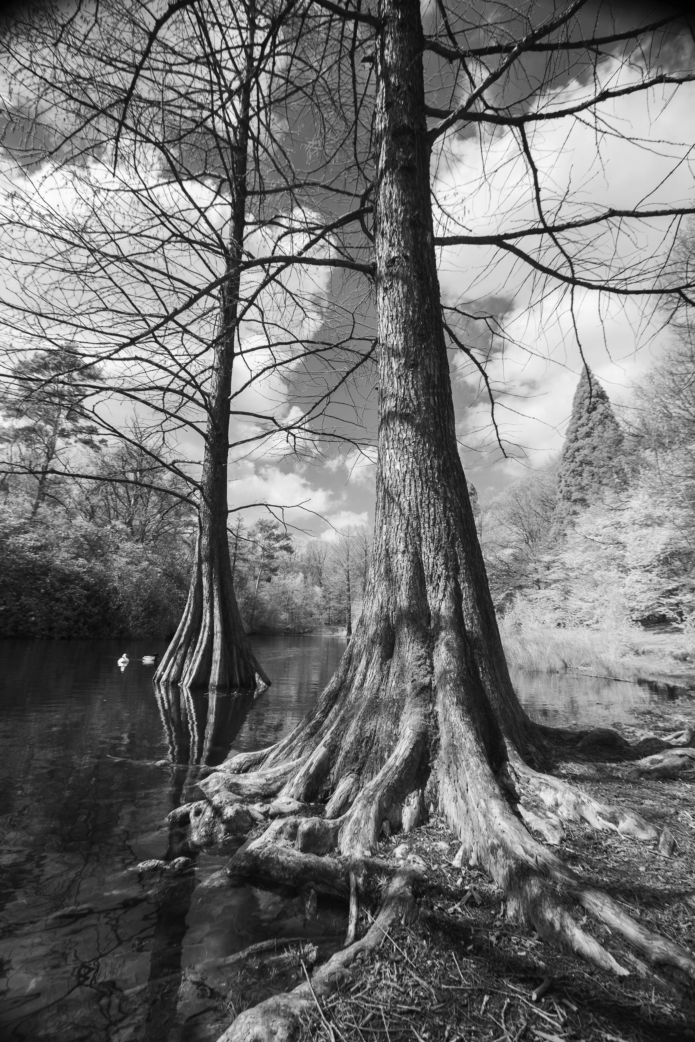 20230421 wandelbos infrarood _JBF8110 _1.jpg