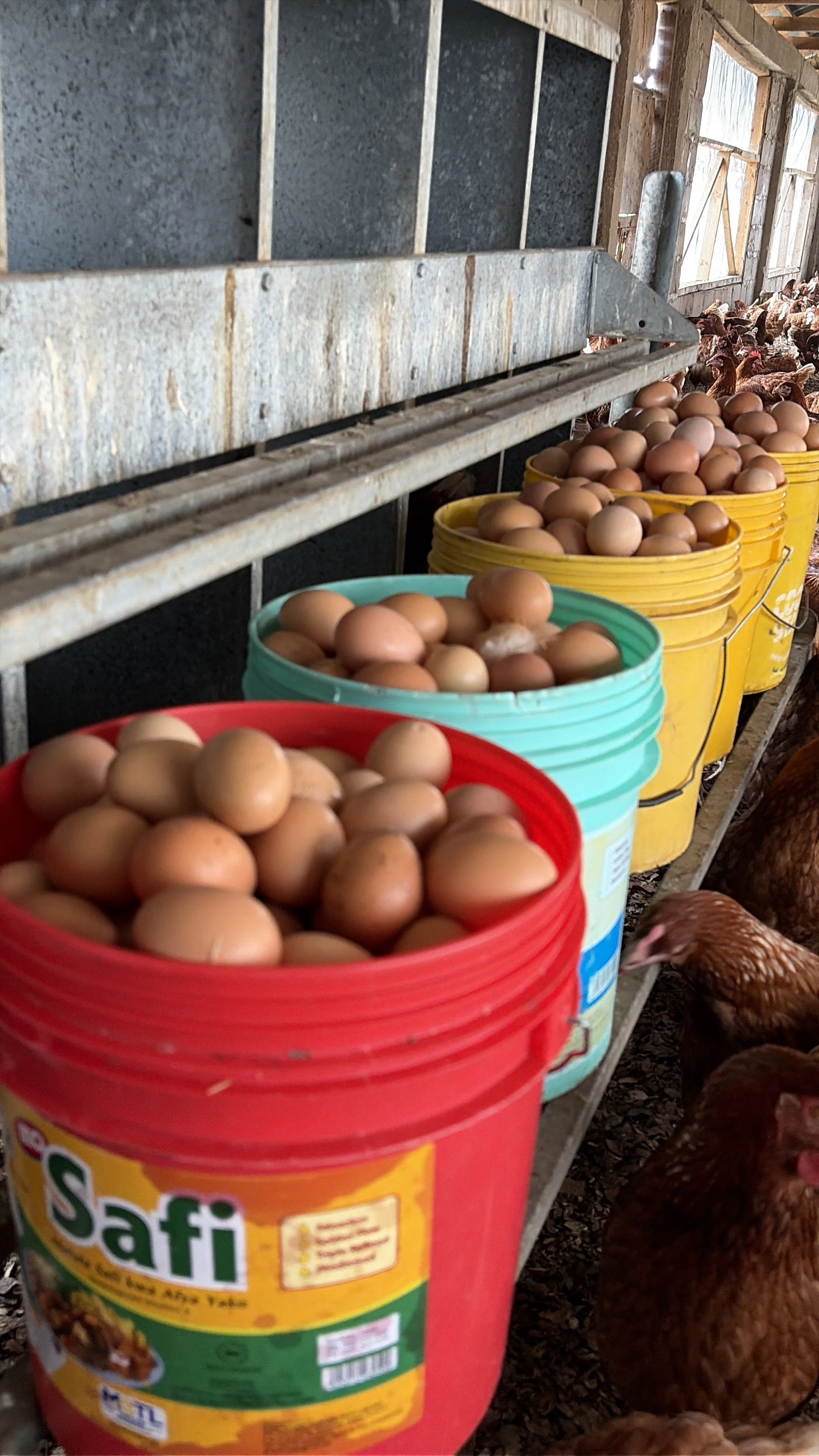 Buckets full of eggs in a barn with chickens in the background.