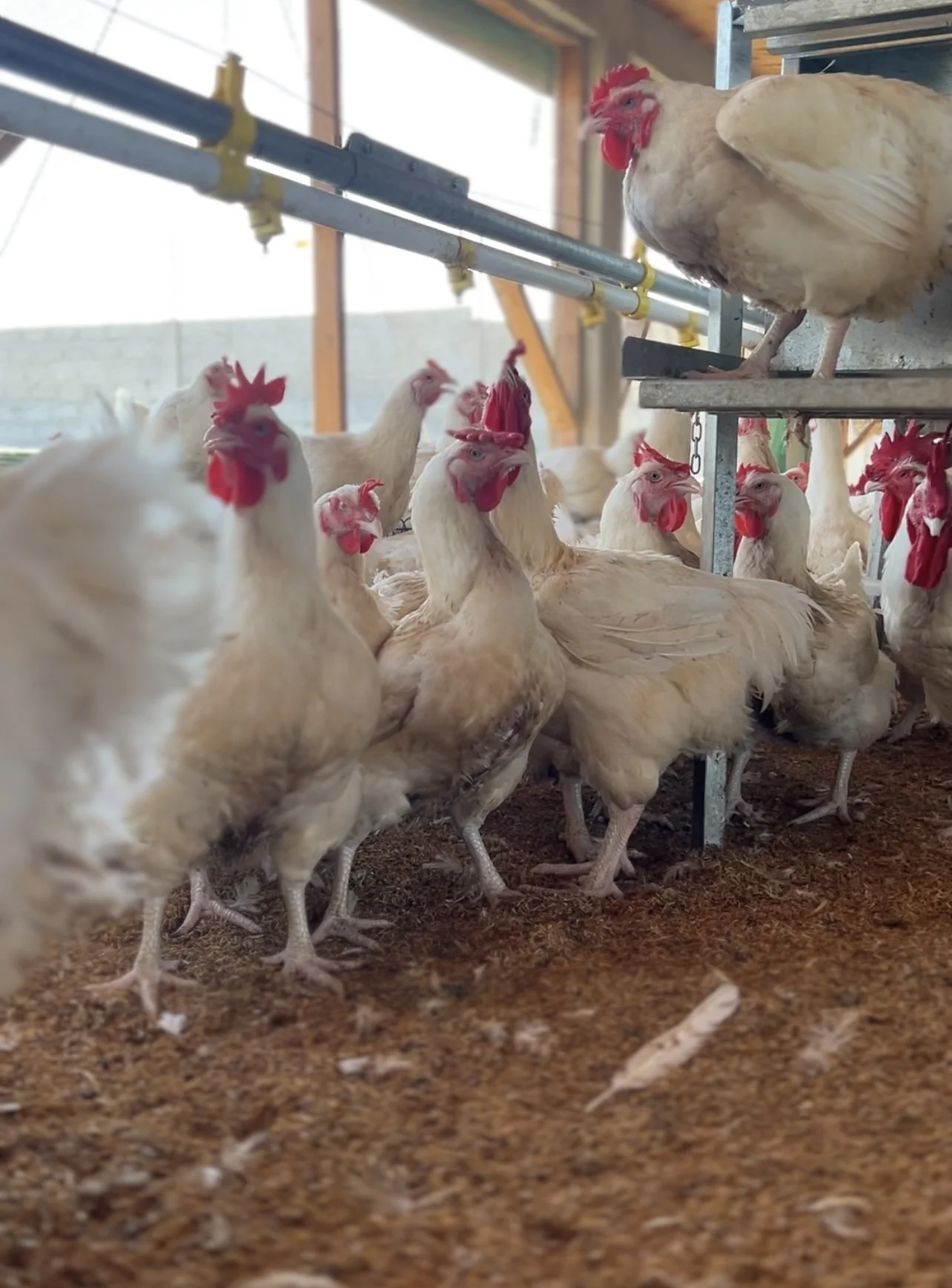 Group of chickens inside a farm or poultry house, with some standing on the ground and others perched on a platform, under a metal piping system.