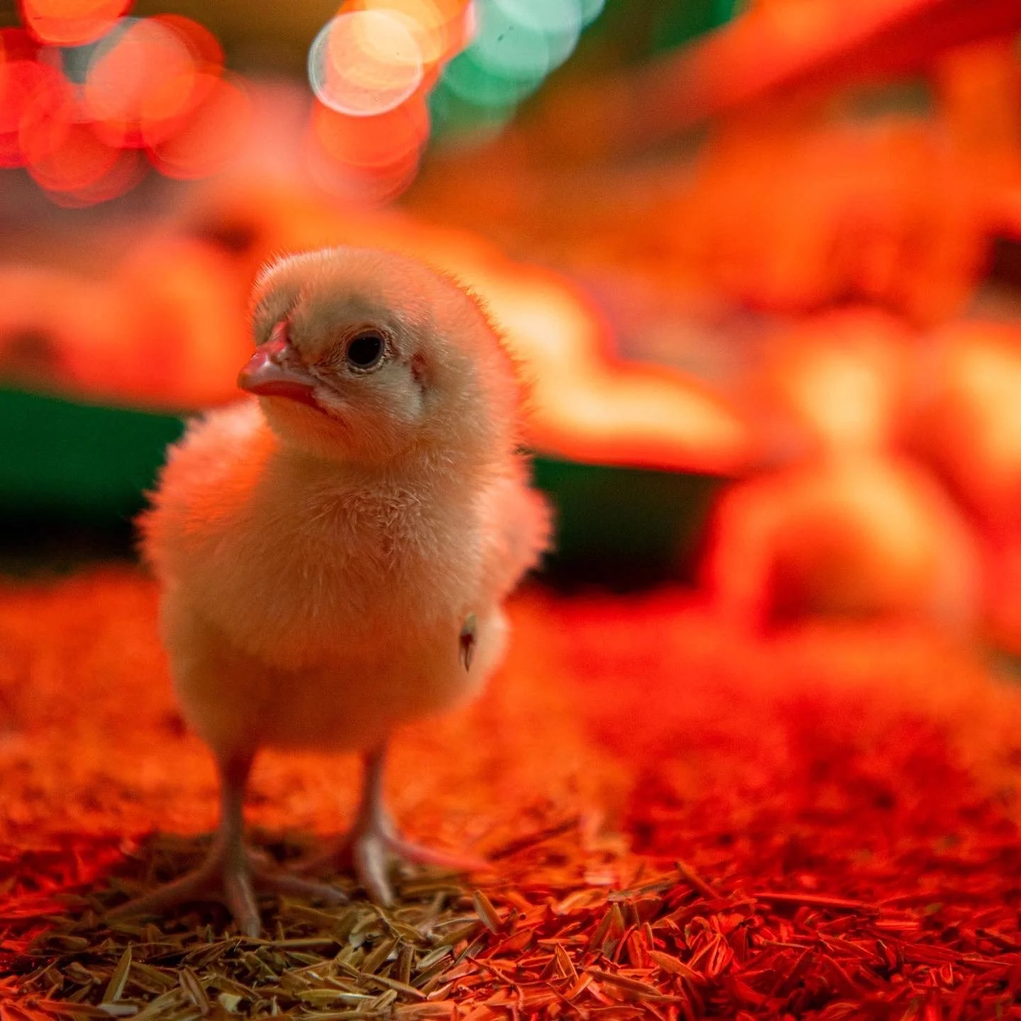 A close-up of a tiny, fluffy yellow chick standing on straw with orange, red, and green blurred lights in the background.