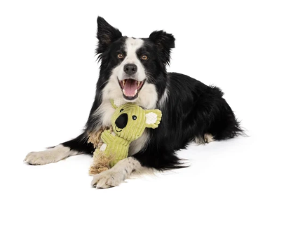 m-pets koala 2.png