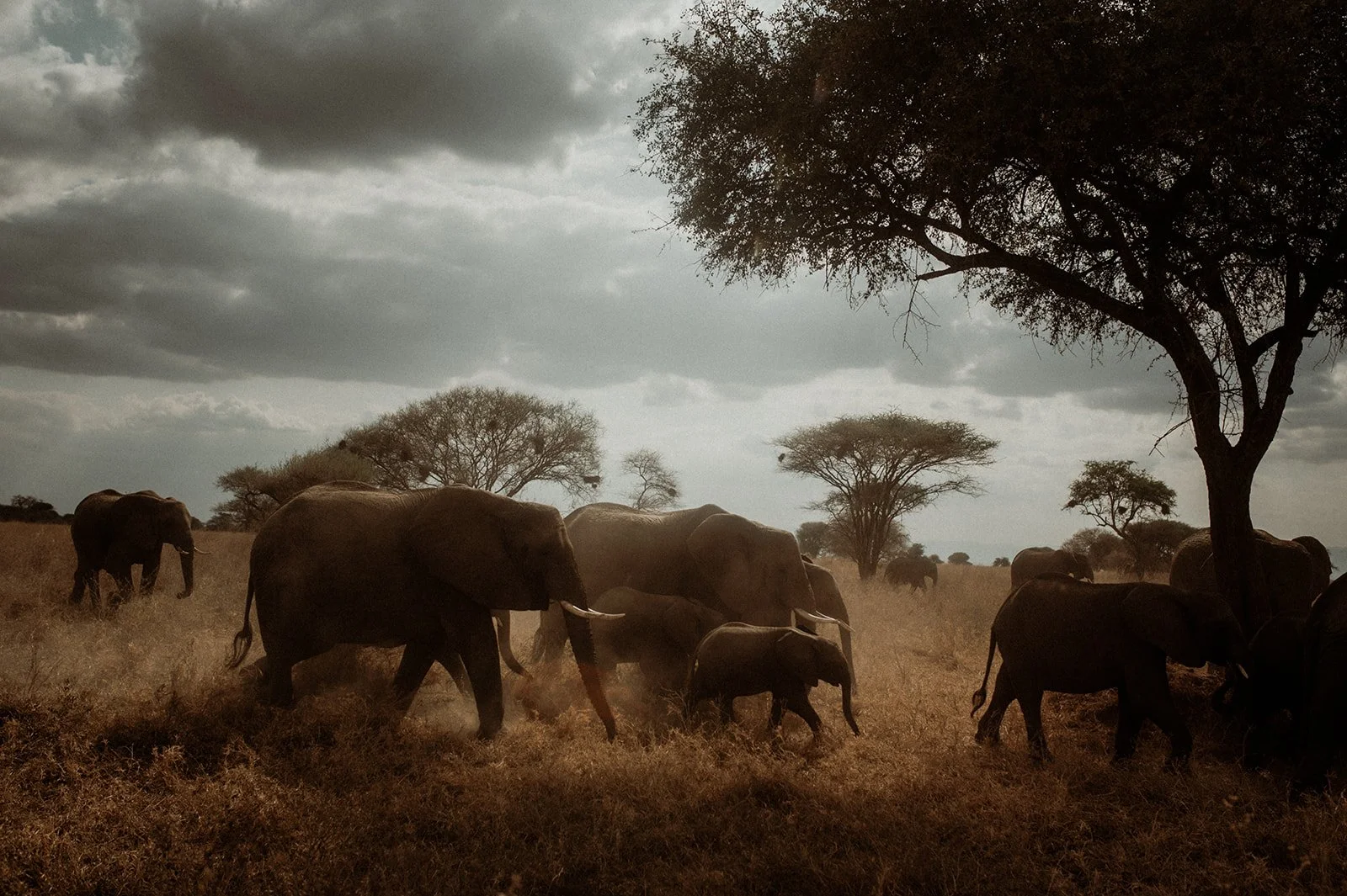 Elephants are the cathedrals of nature (COMING SOON!). 