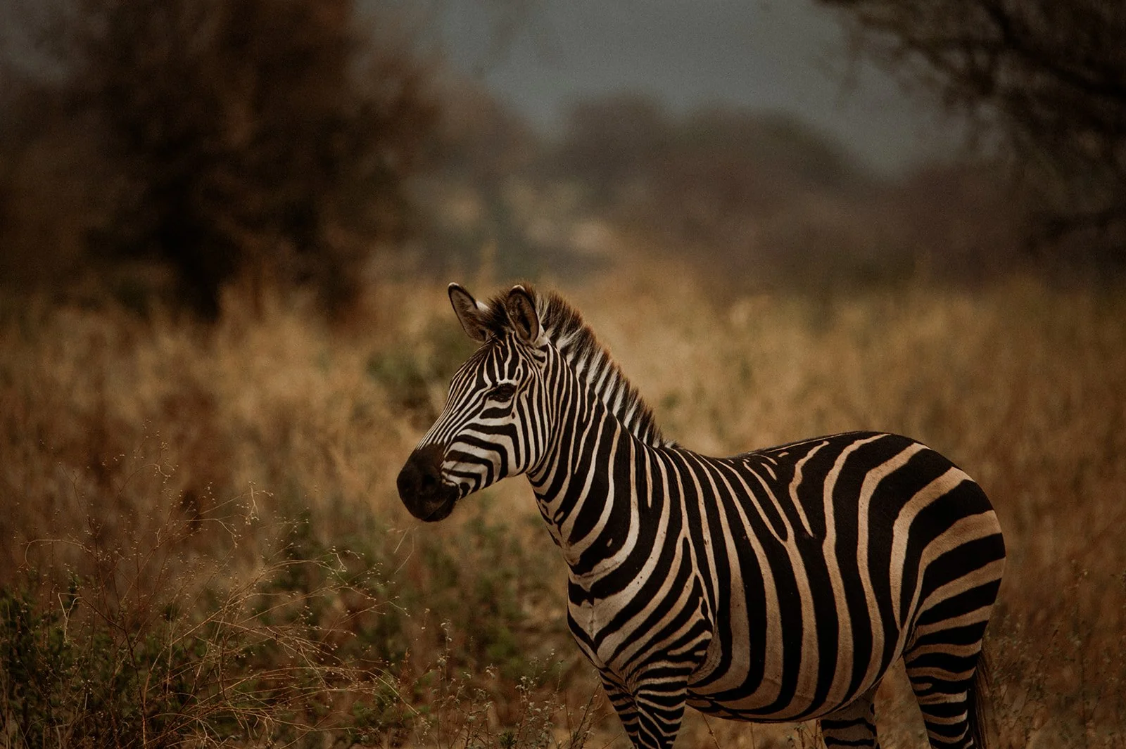 Afrika_-54_websize.jpg
