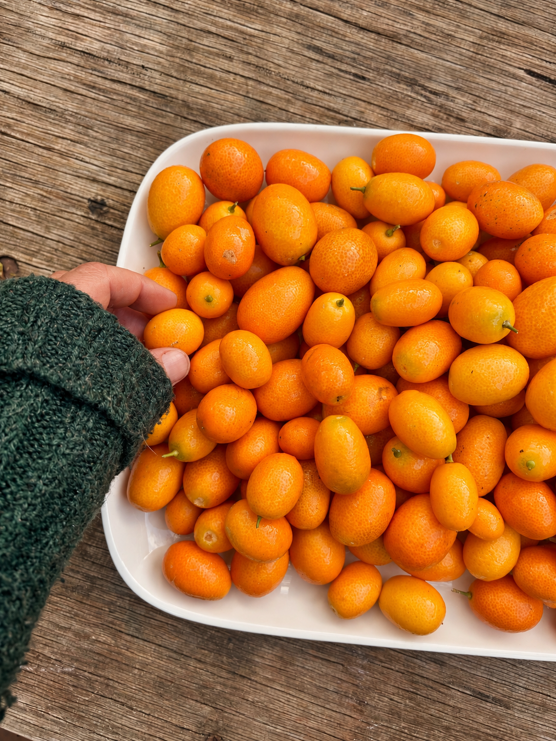 Freshly gathered cumquats in warm natural light
