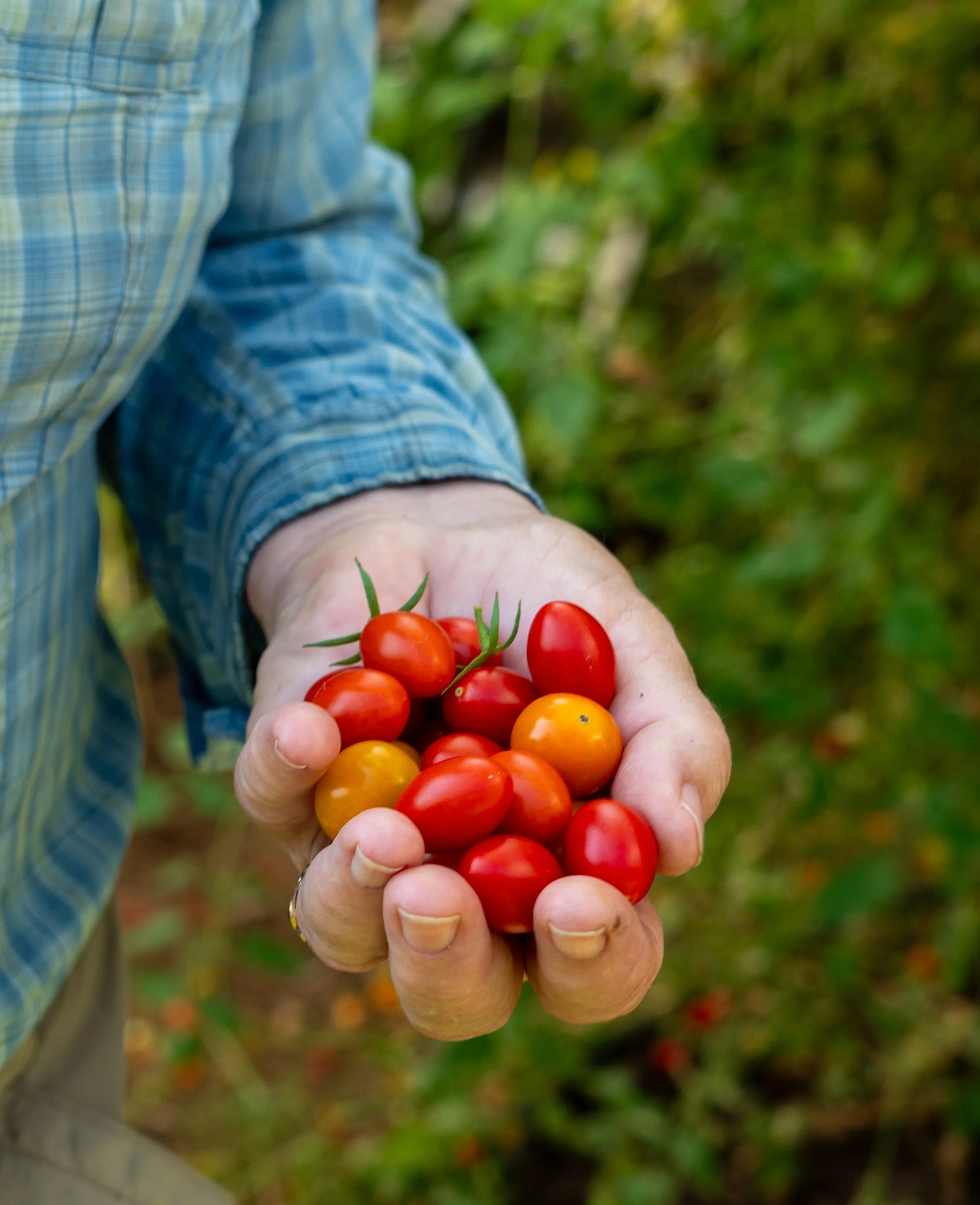 Are you a small-scale sustainable farmer interested in expanding into wholesale markets? 

Join Food Works &ldquo;Growing for Wholesale Markets&rdquo; on Monday, October, 5th, 2-5pm at Food Works LEAF Kitchen and Office in downtown Carbondale. Learn 