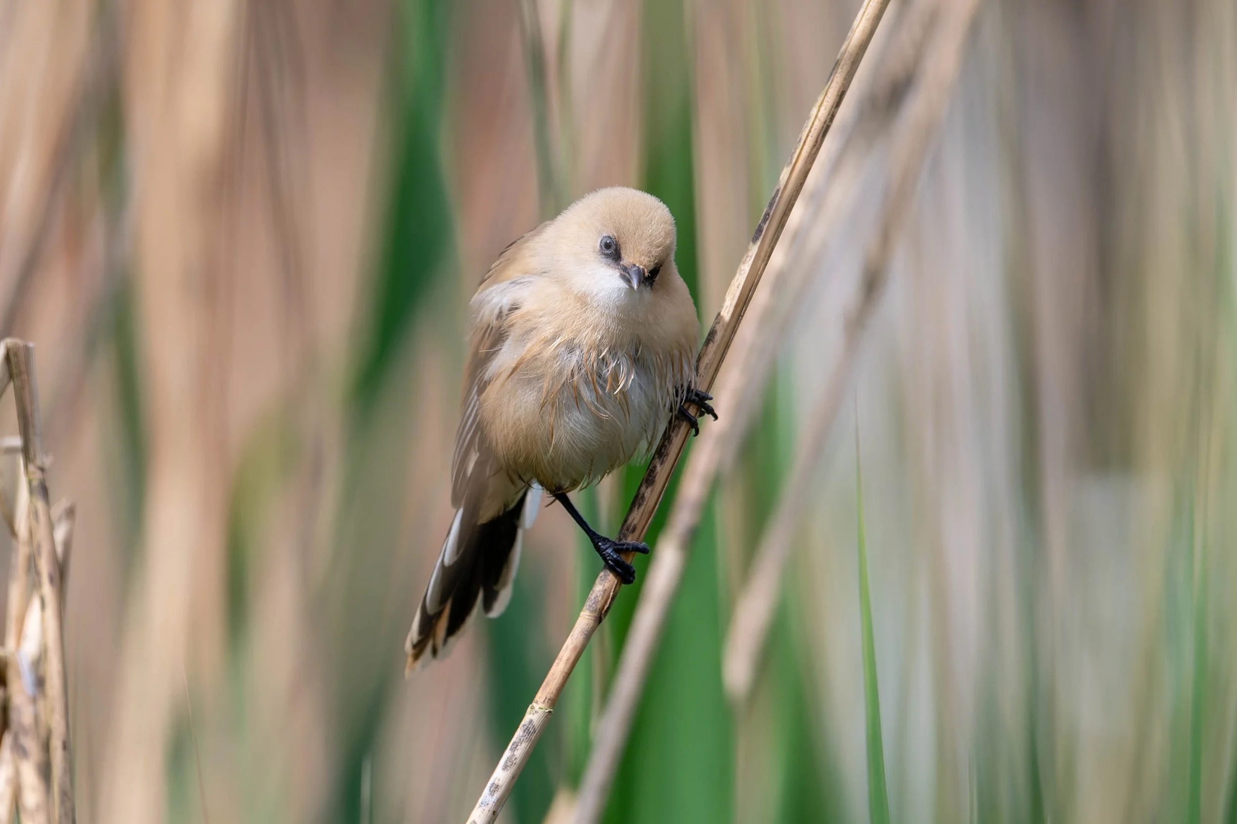 A small brown bird with a beige head and darker wings perched on a reed in a marshy area with green and brown reeds.