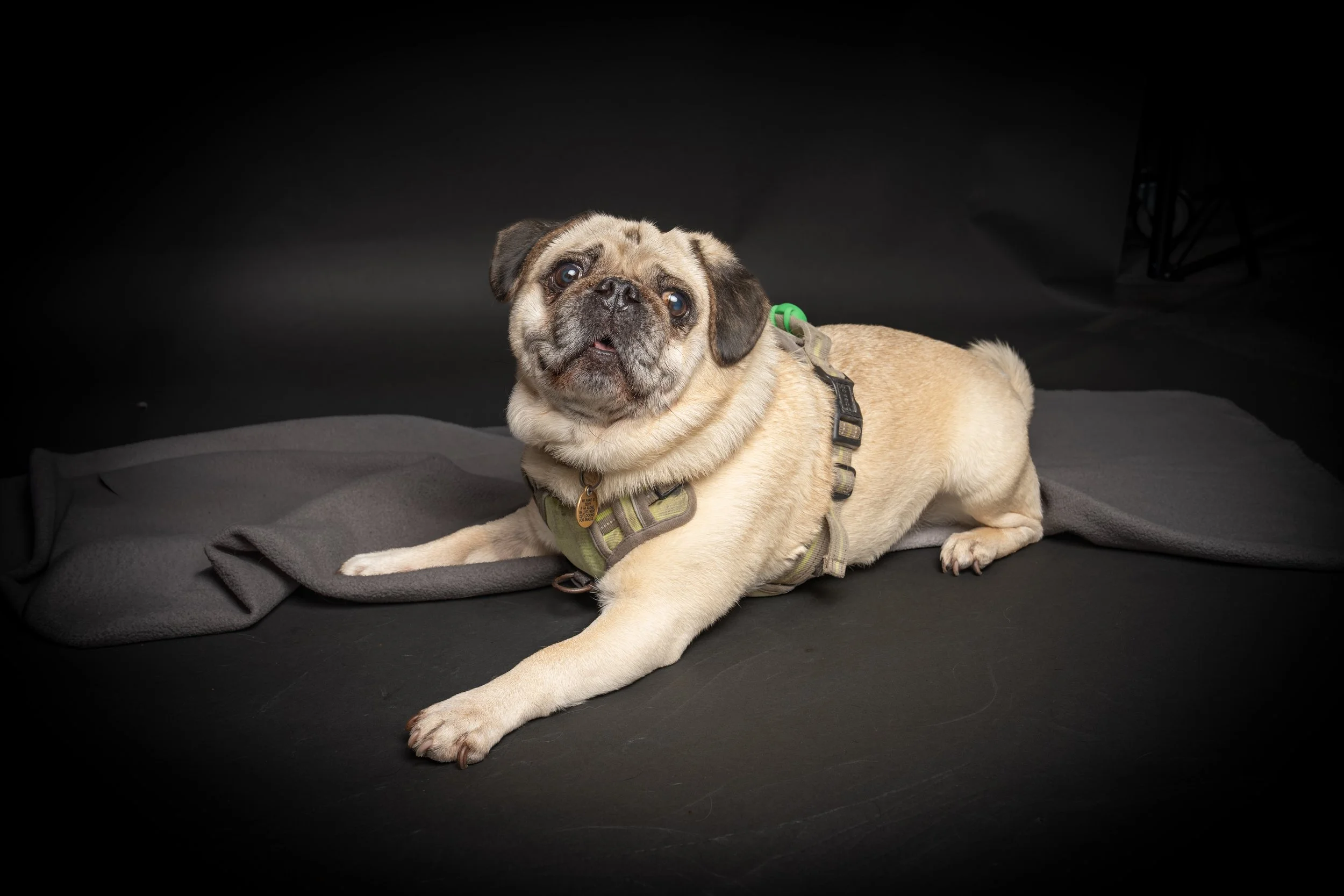 A tan bulldog lying on a black surface with a gray blanket, facing the camera, in a dark studio setting.