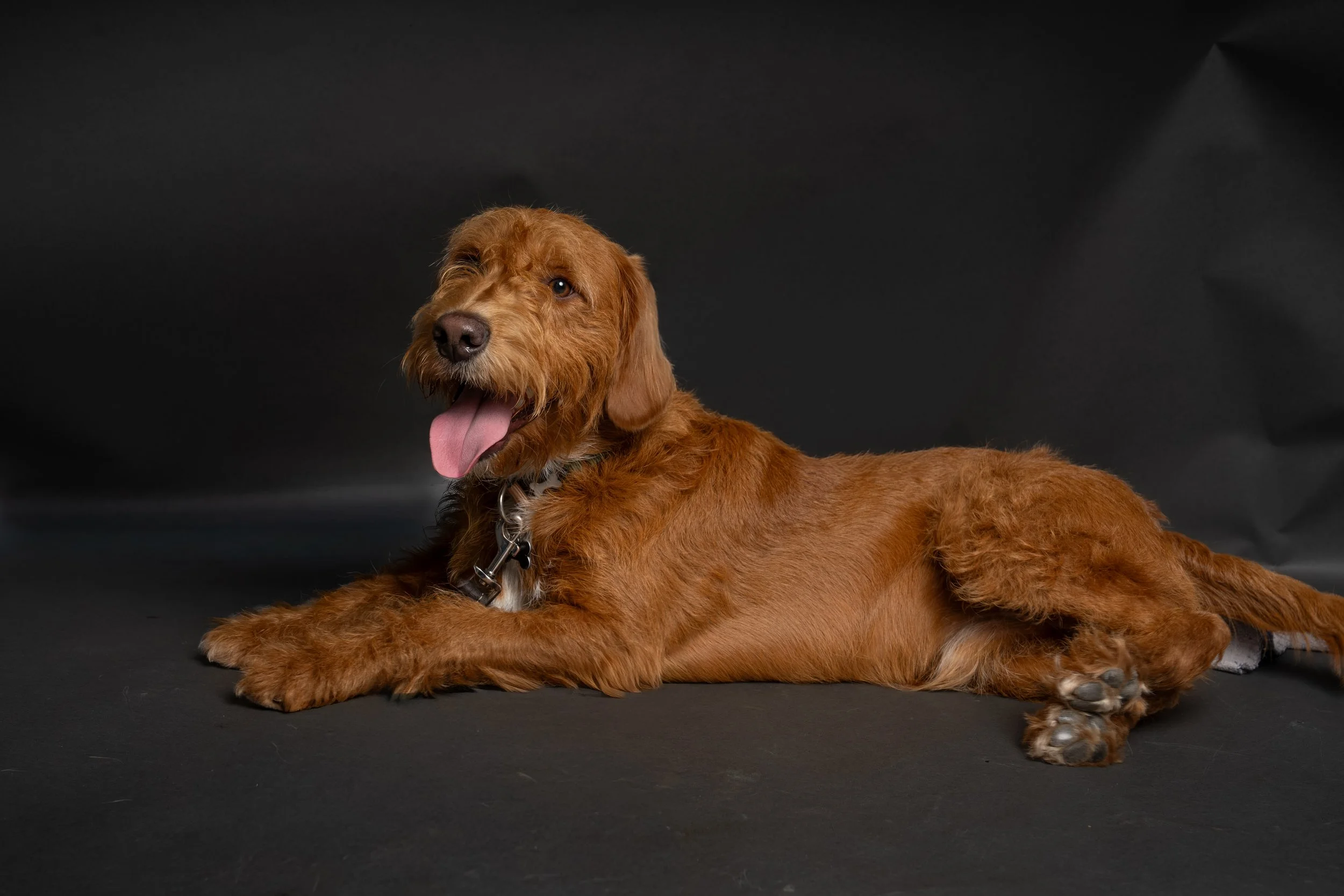 A brown dog lying on a black surface with a dark background, panting with its tongue out.