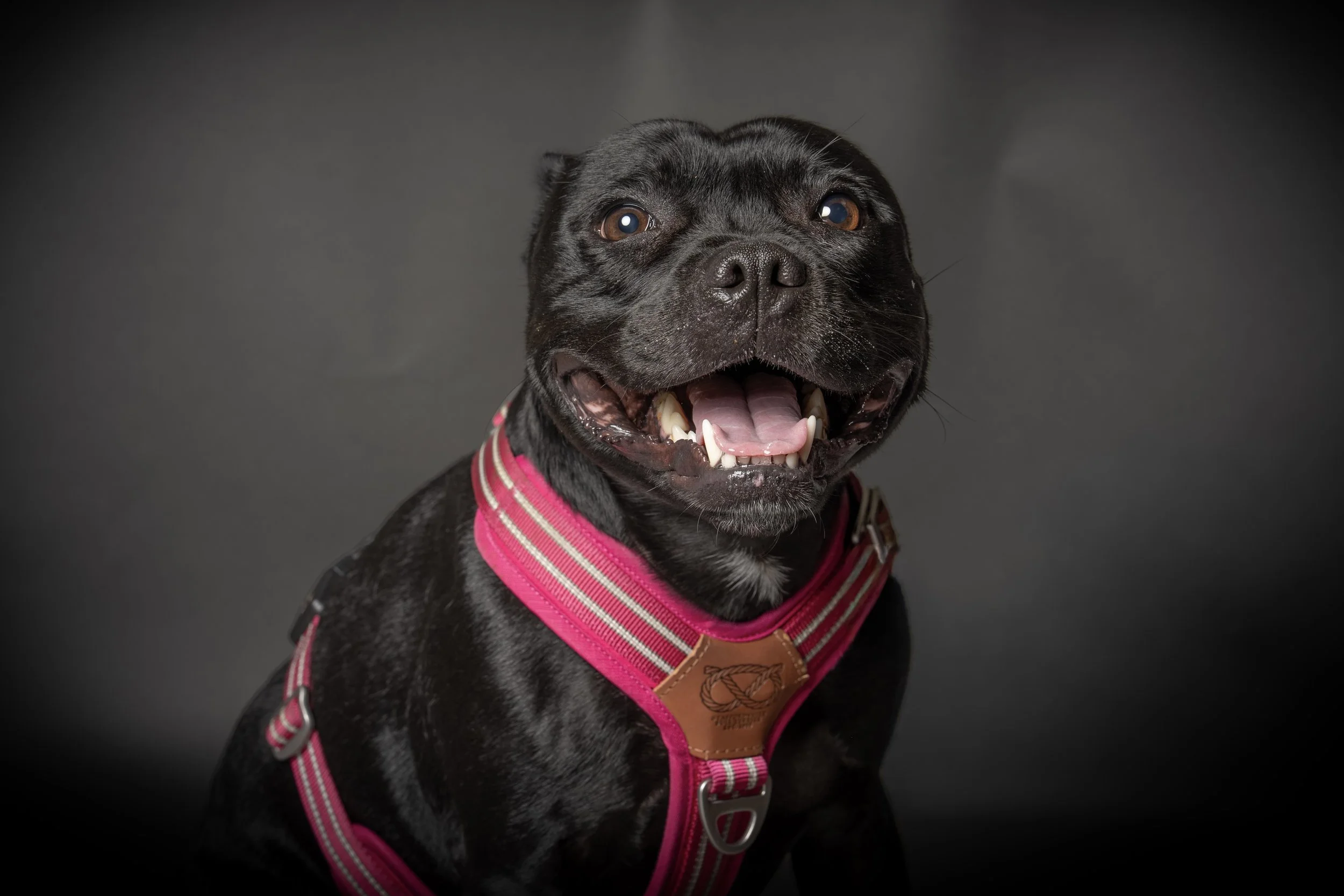 Close-up of a happy black dog with a pink harness, sitting against a dark gray background.