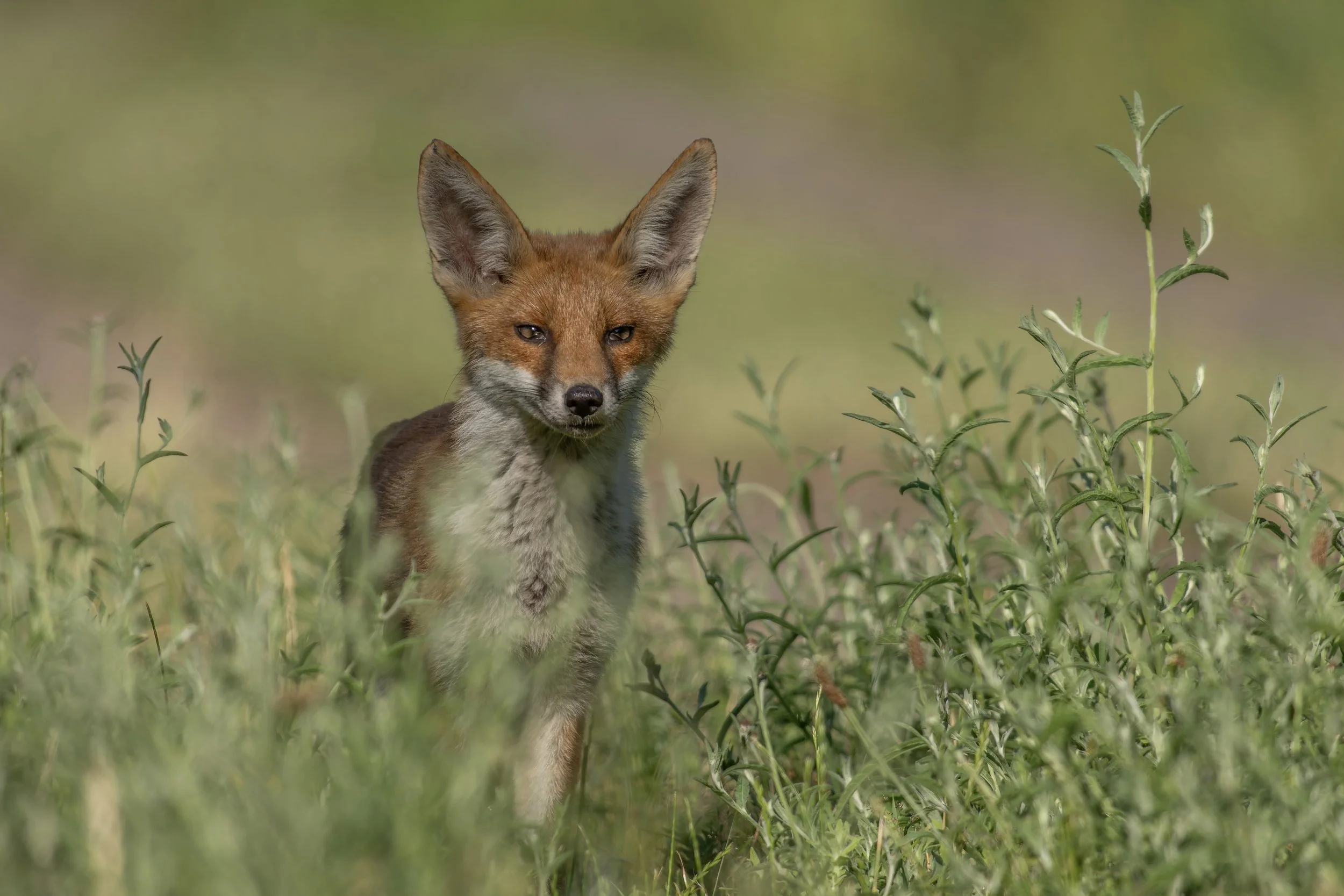 A fox standing in a grassy field with greenery in the background.