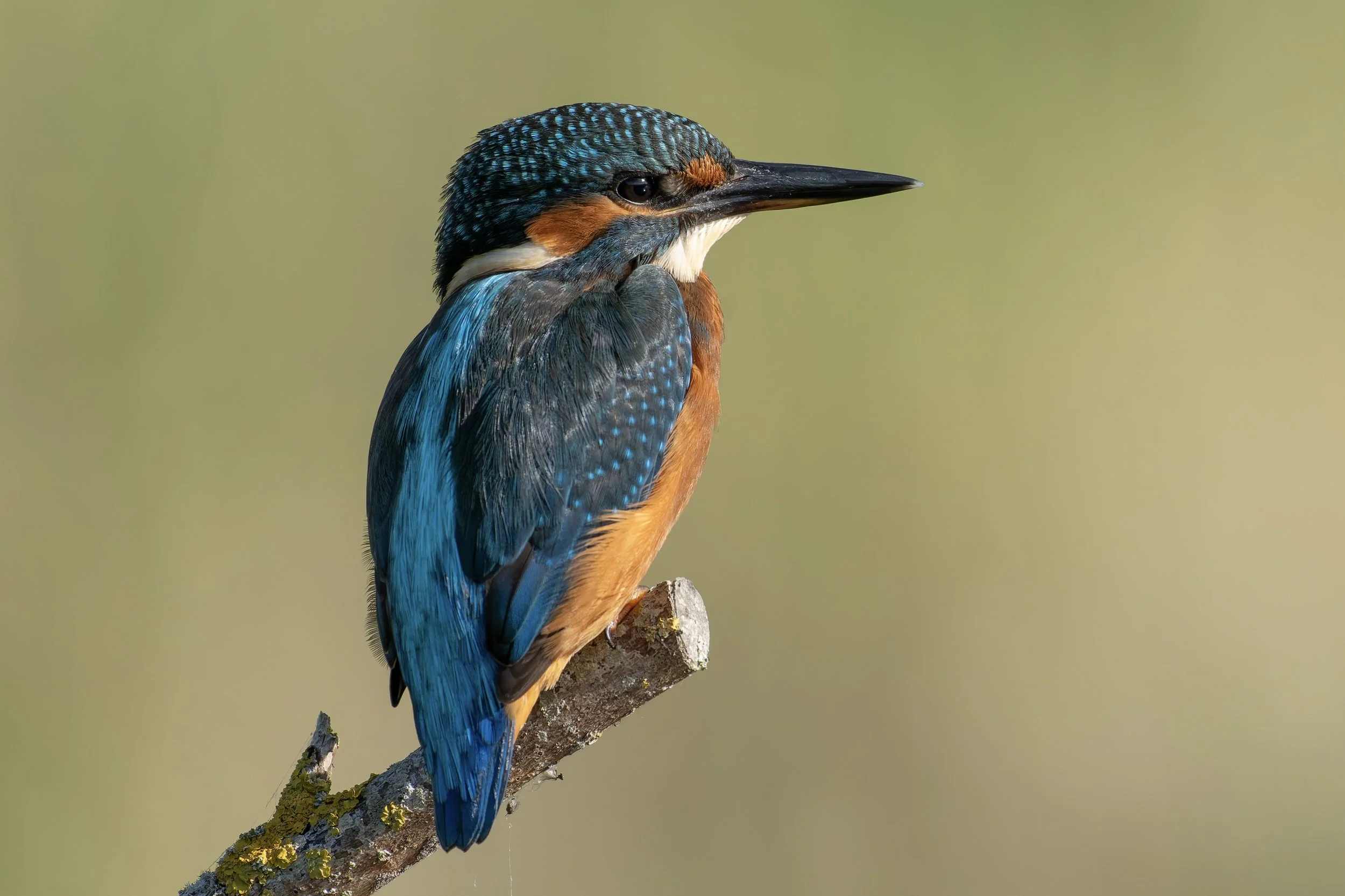 A colorful kingfisher bird perched on a branch, showing blue, orange, and white feathers against a blurred green background.