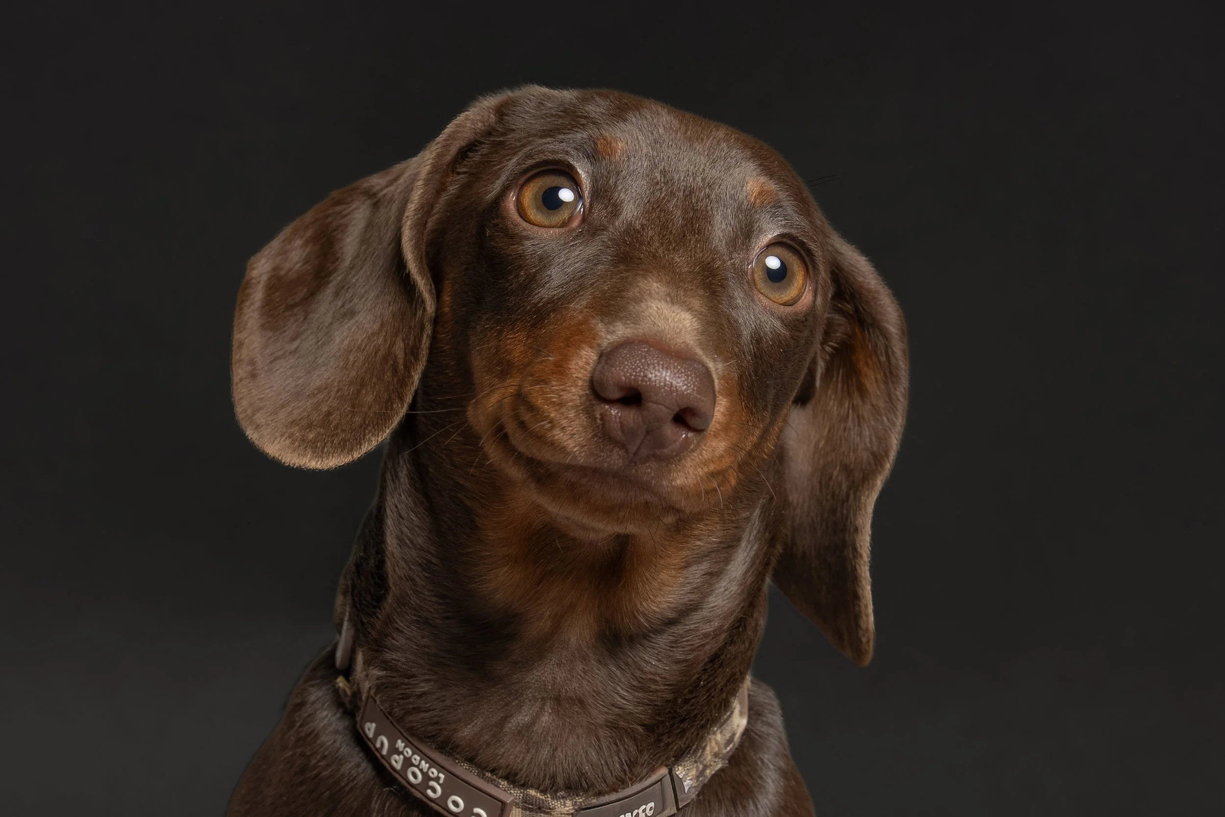 Brown Labrador retriever puppy with amber eyes wearing a brown collar against a black background.