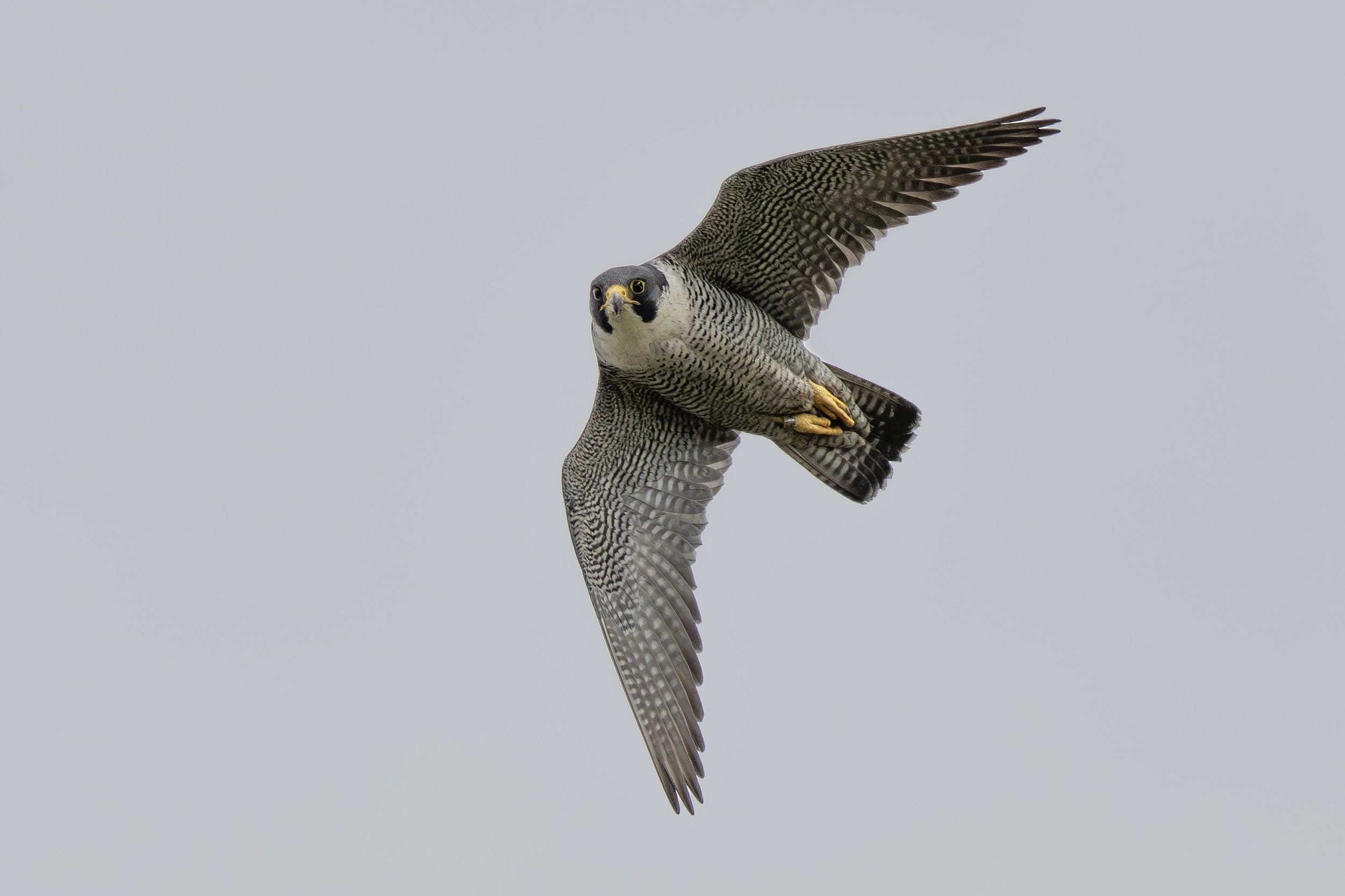 A bird of prey, possibly a peregrine falcon, flying against a pale gray sky with its wings spread wide.