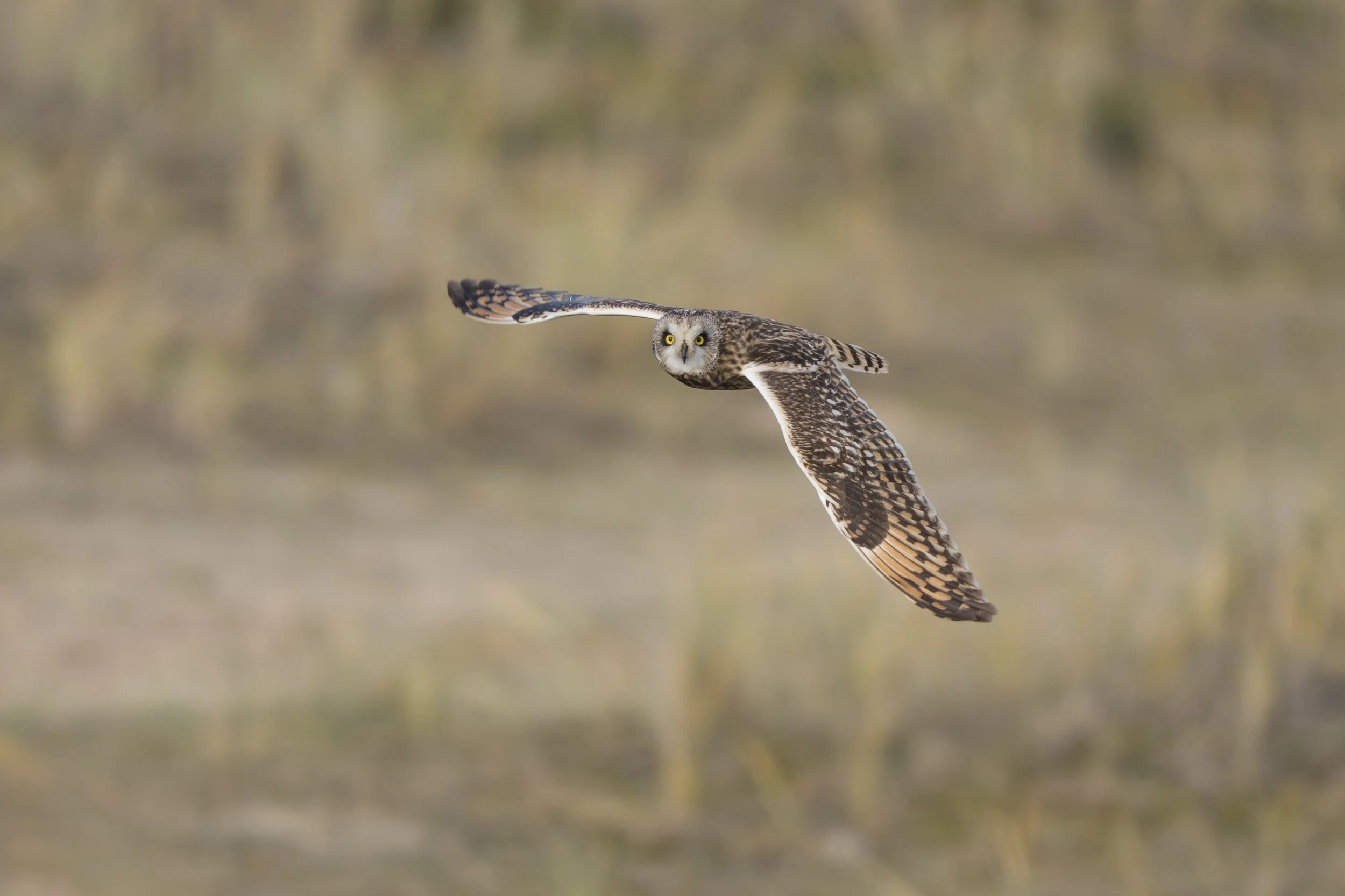 An owl flying low over a field, with blurred grass in the background.