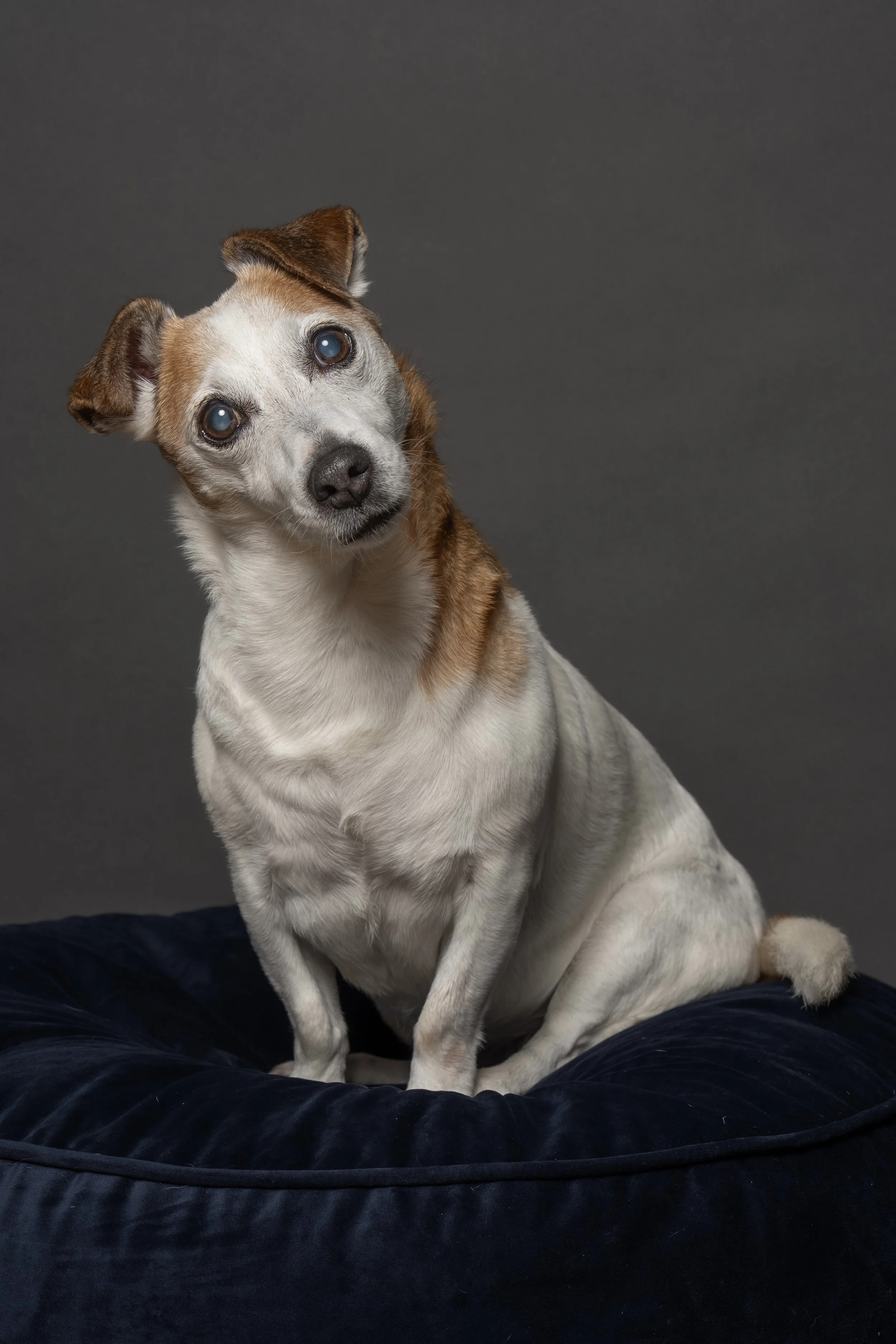 A small dog with tan and white fur and blue eyes sitting on a black cushioned surface against a gray background.