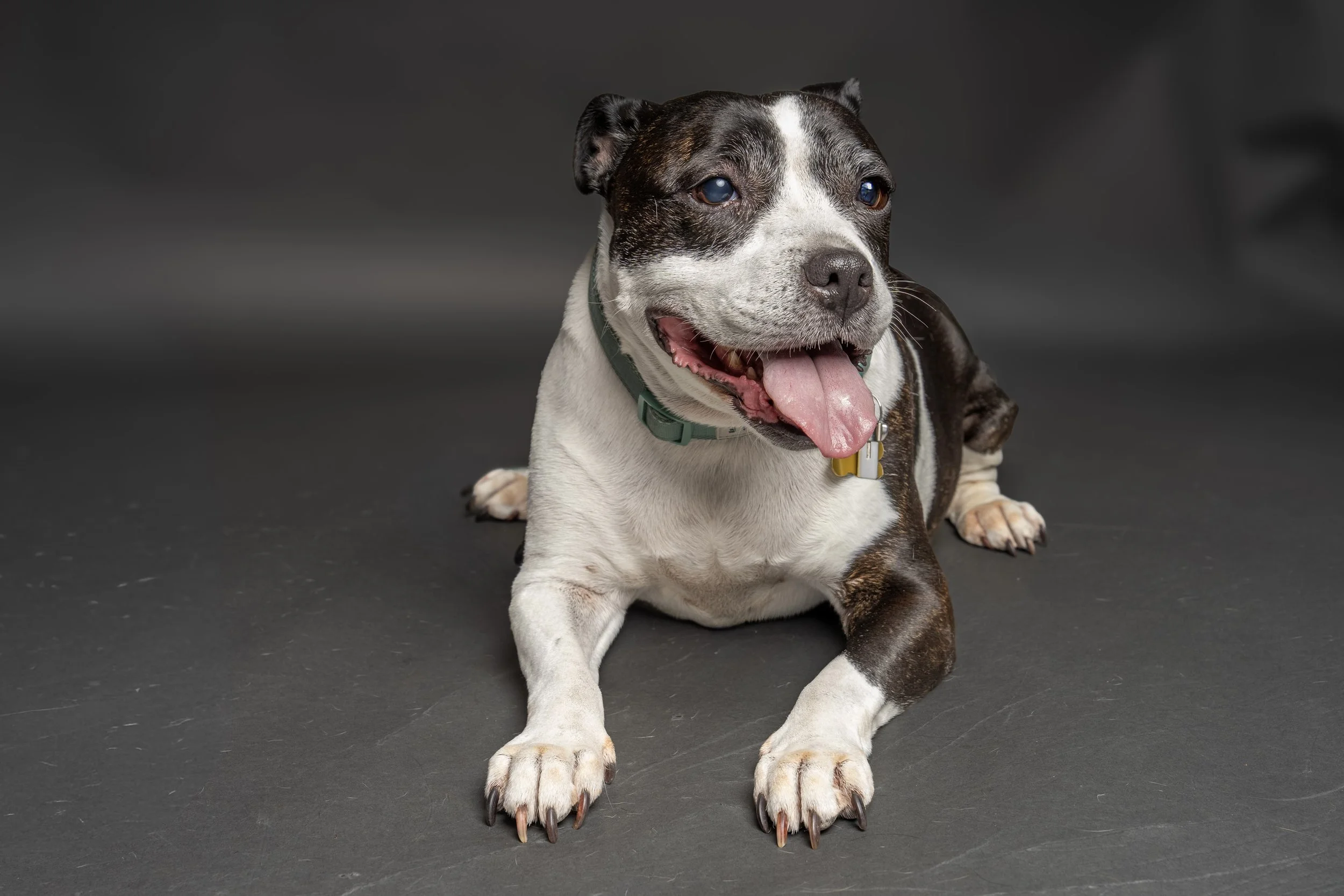 A playful dog with a brown and white coat, lying down on a dark gray background, tongue out, wearing a green collar.