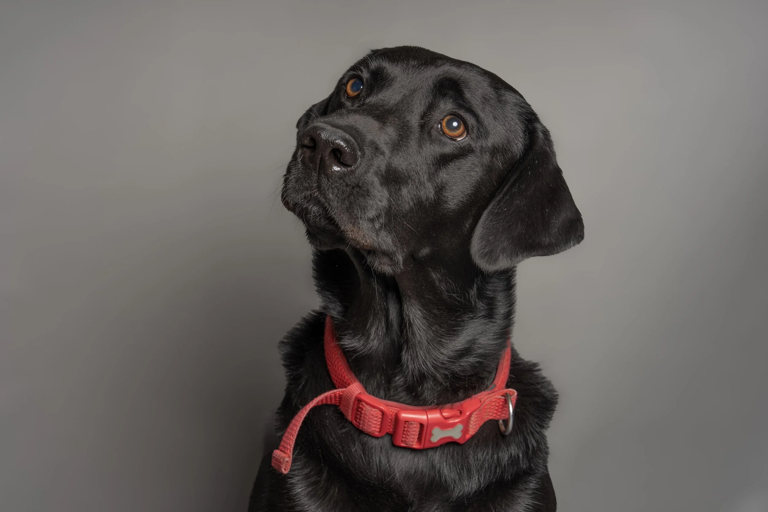 Black dog with brown eyes wearing a red harness against a plain gray background.
