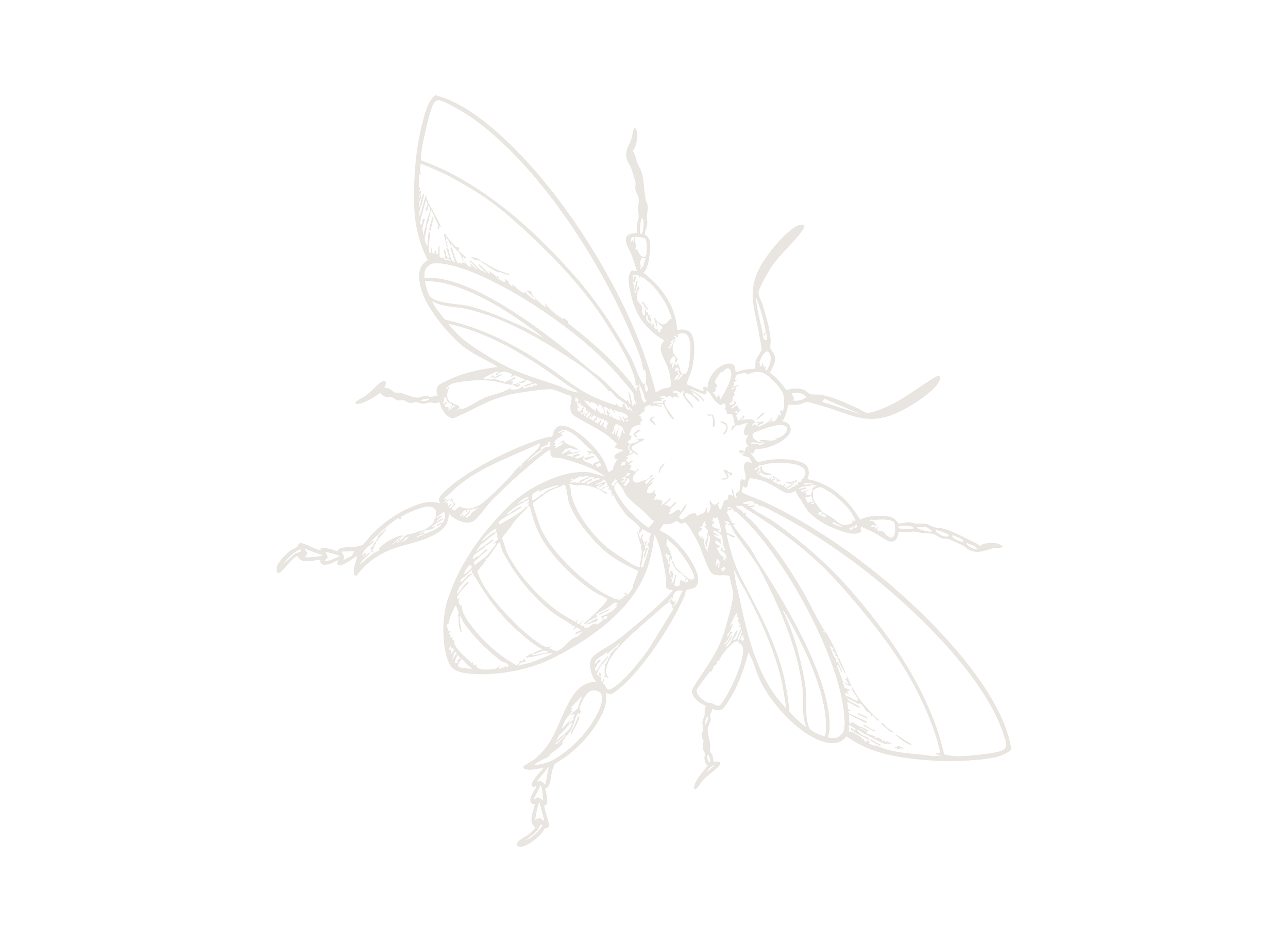 Outline drawing of a bee with detailed wings, head, antennae, and legs against a black background.