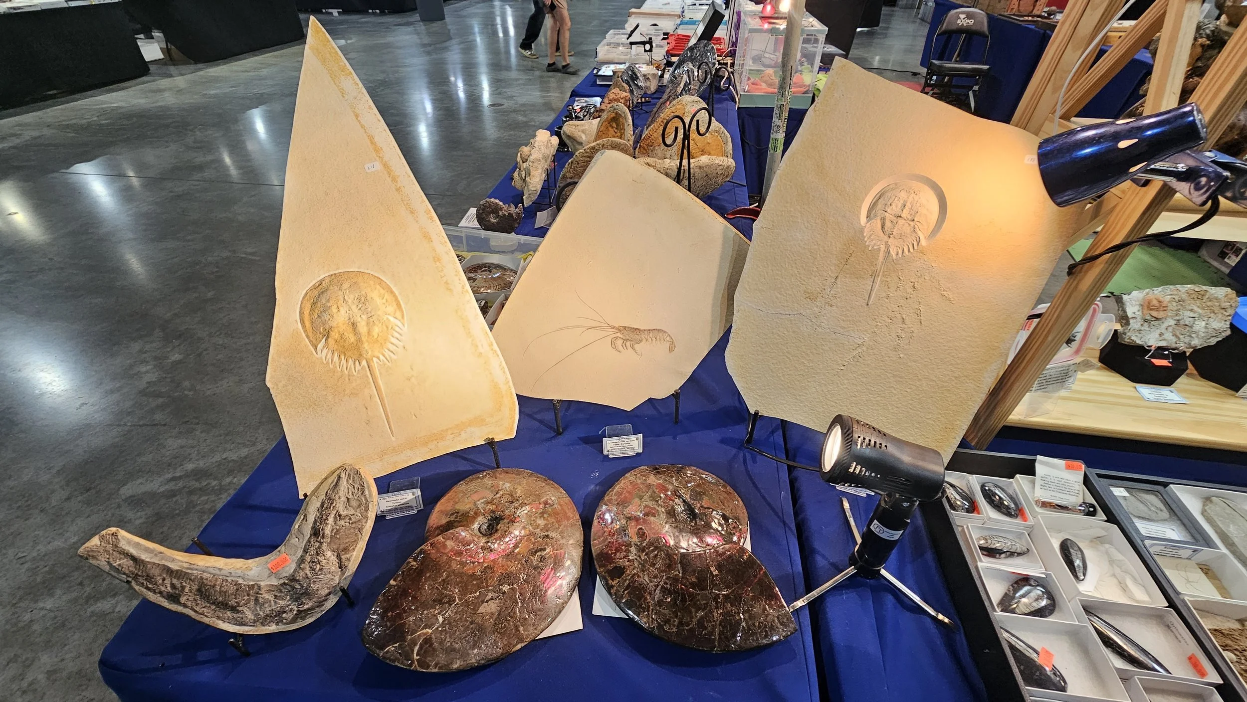 Display of fossils and petrified wood on a blue table at an indoor market or exhibition.