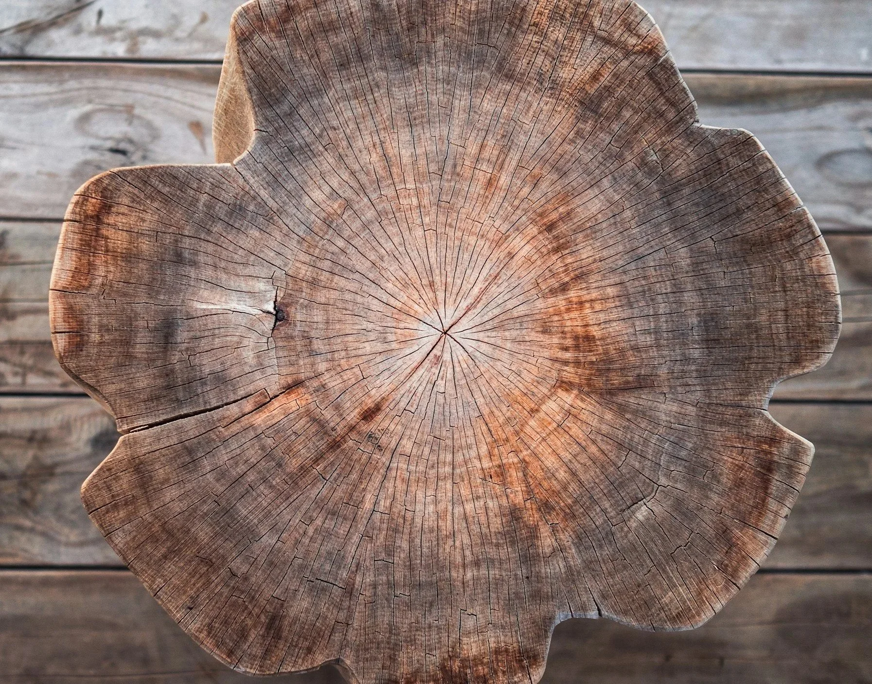 Close-up of a cross-section of a tree trunk showing growth rings and cracks, placed on a wooden surface.