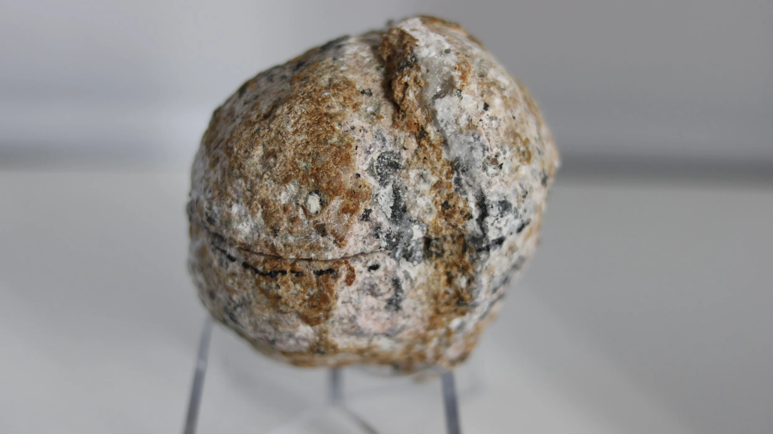 Close-up of a textured, irregularly shaped rock with white, brown, and black coloring, placed on a gray surface with a neutral background.