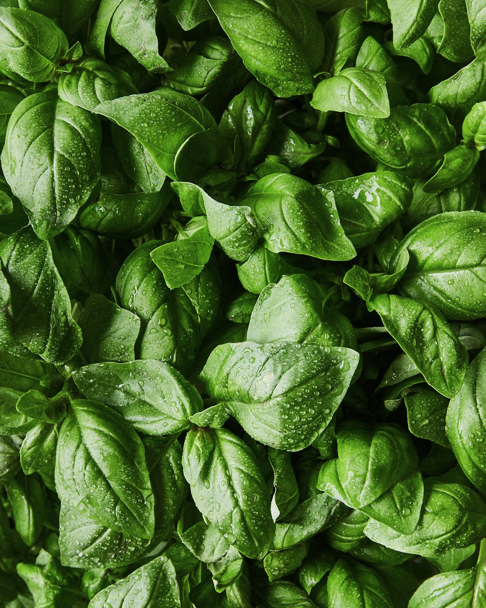 Close-up texture photograph of fresh green basil leaves covered in water droplets.