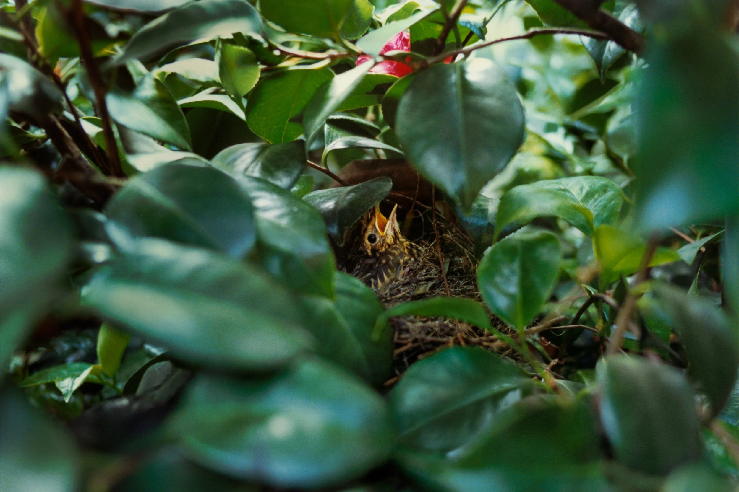 A young bird nestling surrounded by lush green leaves in a dense shrub or tree.