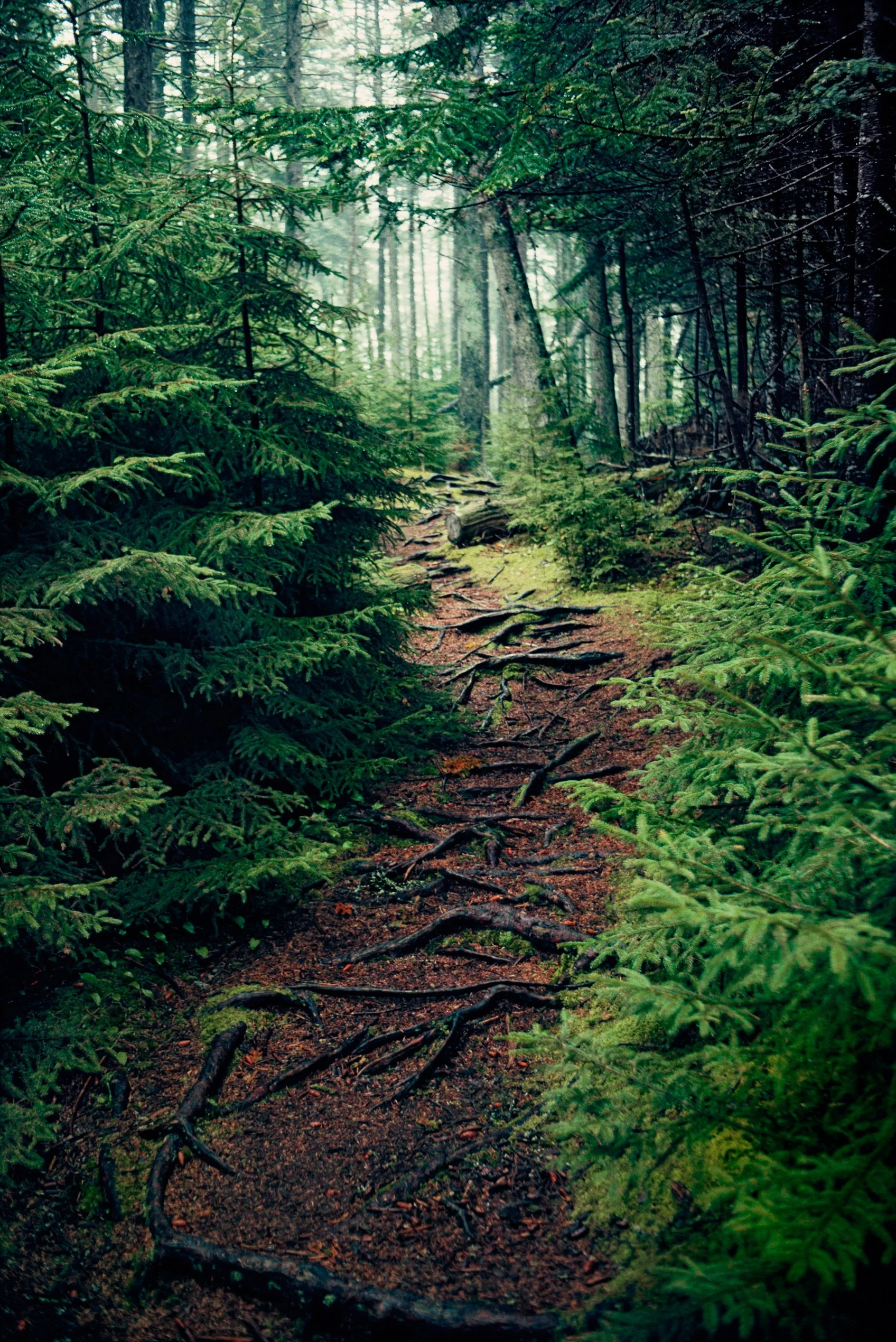 A trail through a dense forest with tall trees, green foliage, and exposed roots covering the ground.