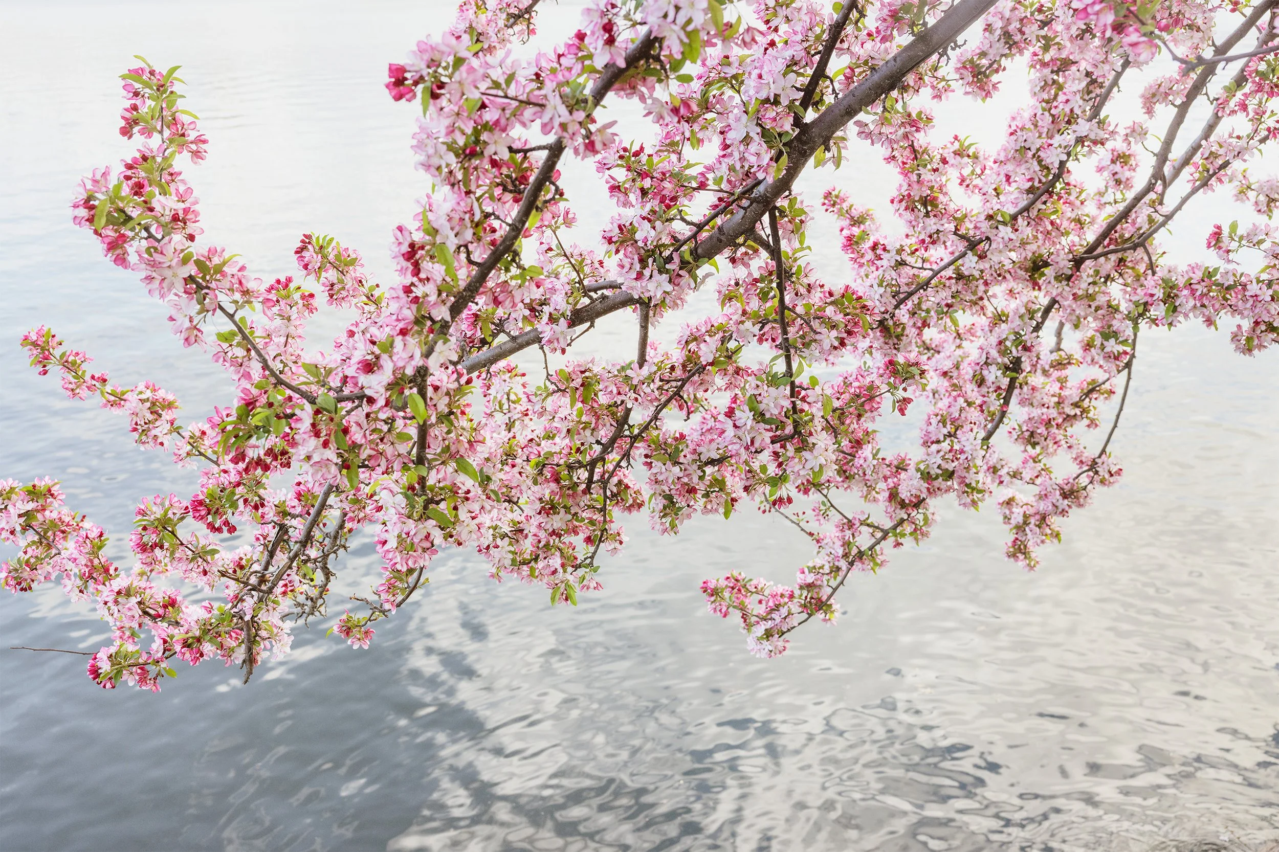 Pink cherry blossoms on a tree branch over water.