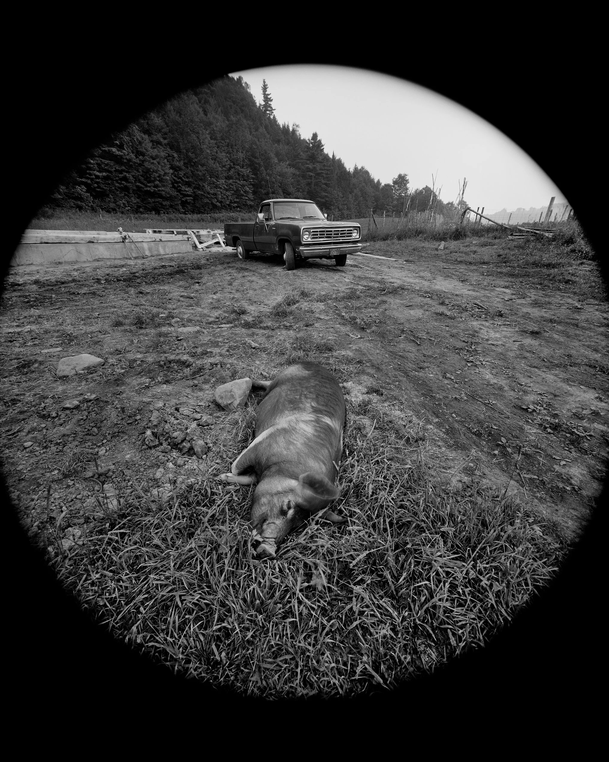 Black and white photo of a sleeping piglet lying on grass in a natural outdoor setting, with a forested hill in the background and a cloudy sky overhead.