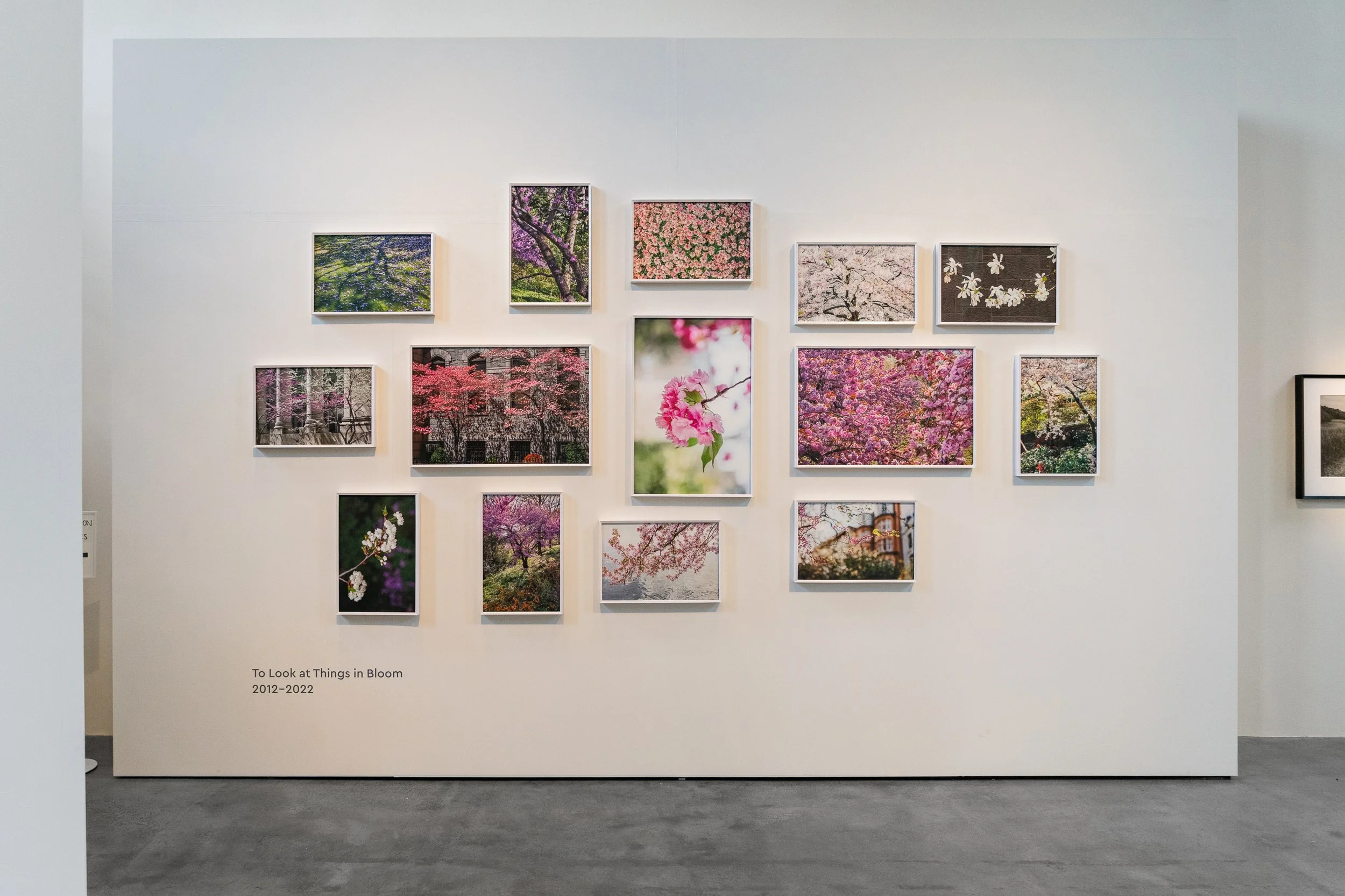 Gallery wall with framed photos of blooming cherry blossoms and other flowering trees, titled "To Look at Things in Bloom 2012-2022".