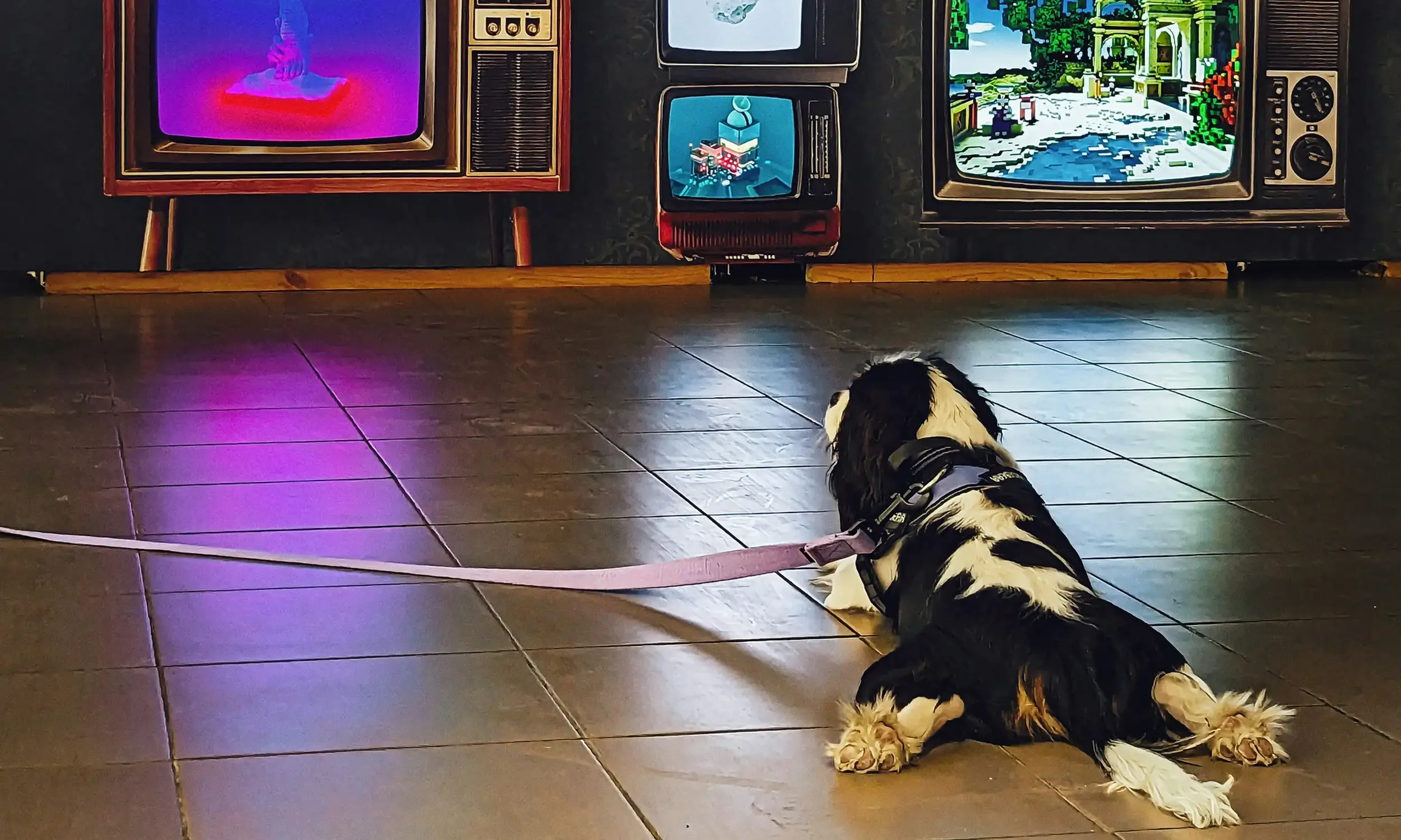 A dog with fluffy ears lying down and watching multiple TVs, answering the question Can dogs watch TV?