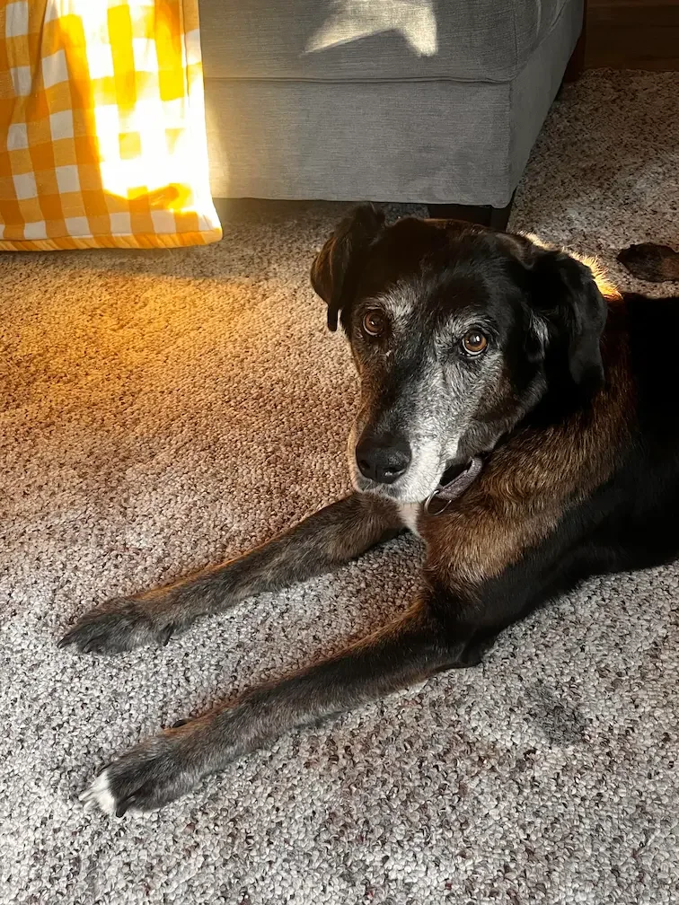 A black and brown dog lying on a beige carpet, looking at the camera in a cozy living room with a gray couch and a yellow and white checkered curtain.