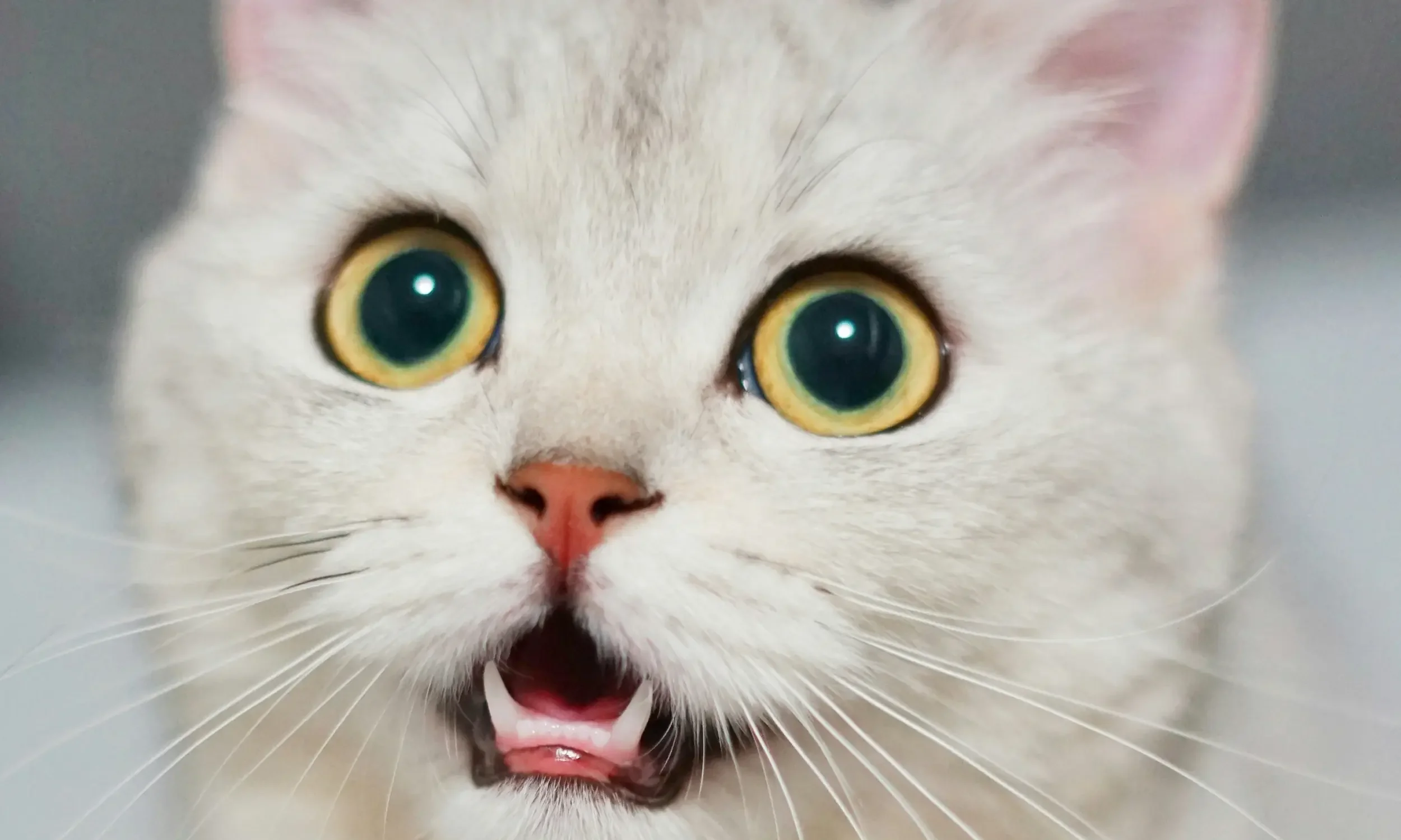 A white cat with an open mouth, illustrating the question why does my cat stare at me?
