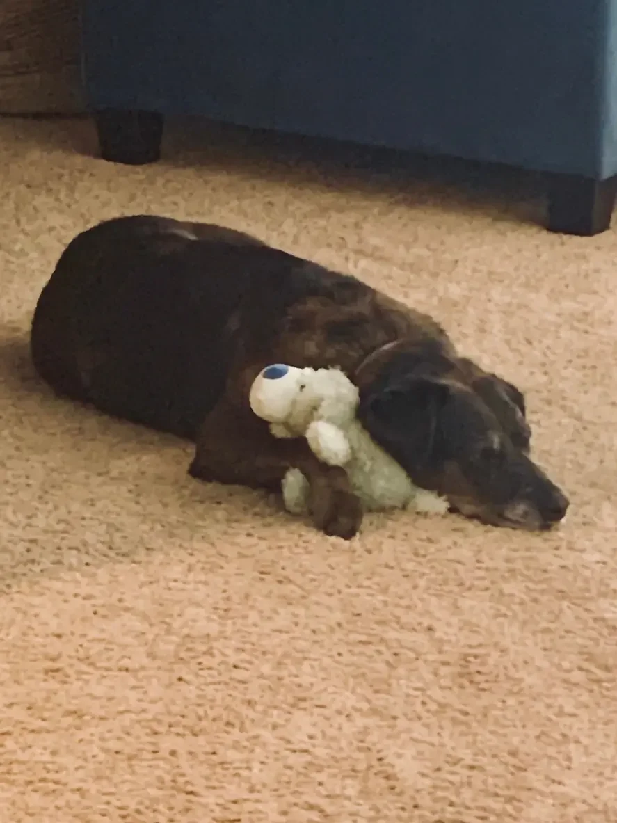 A black and brown puppy lying on a beige carpet, holding a small stuffed toy dog in its mouth.