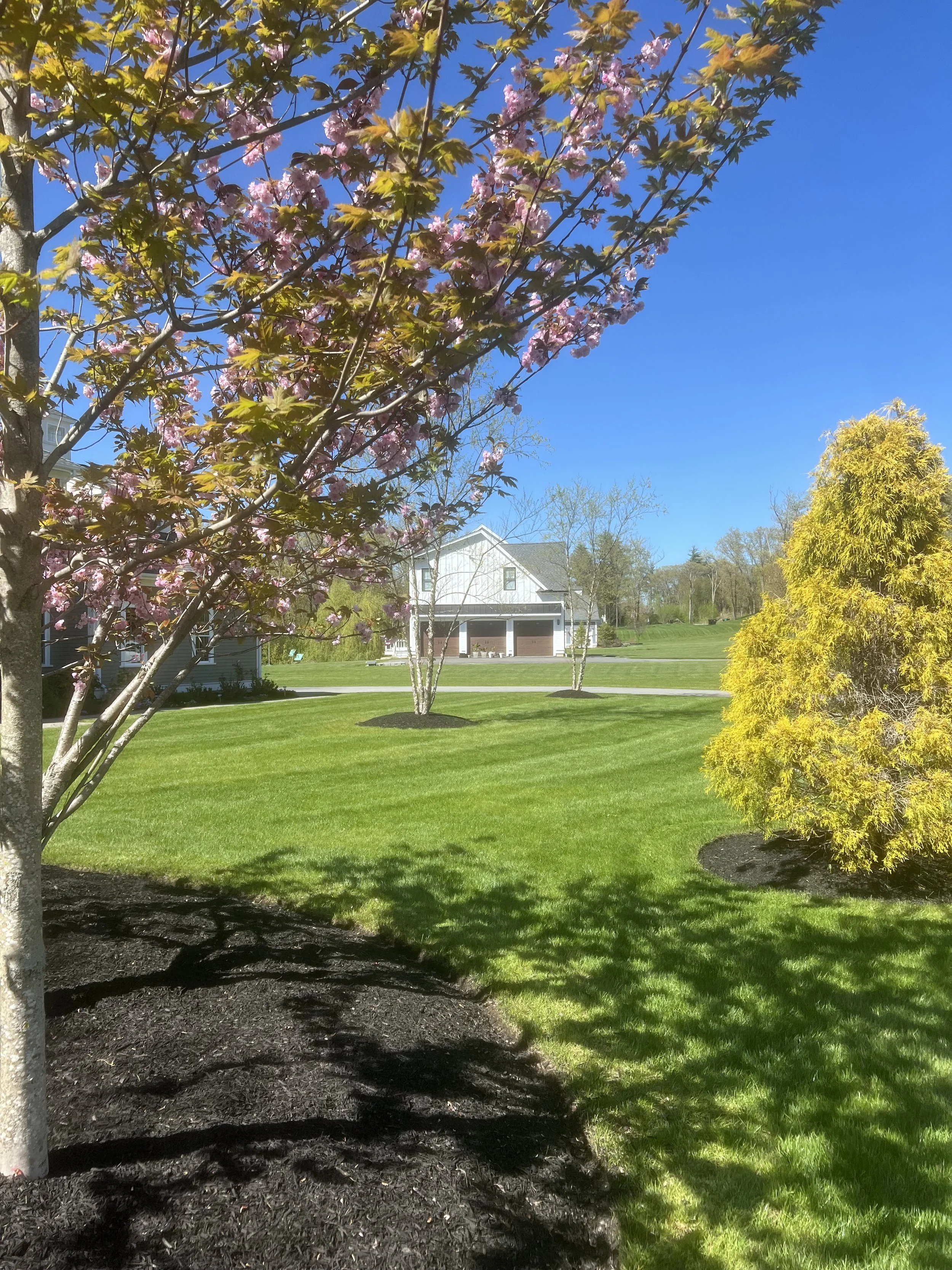 Springtime residential yard with blooming pink and yellow trees, green grass, and a white two-story house with a garage in the background under a clear blue sky.