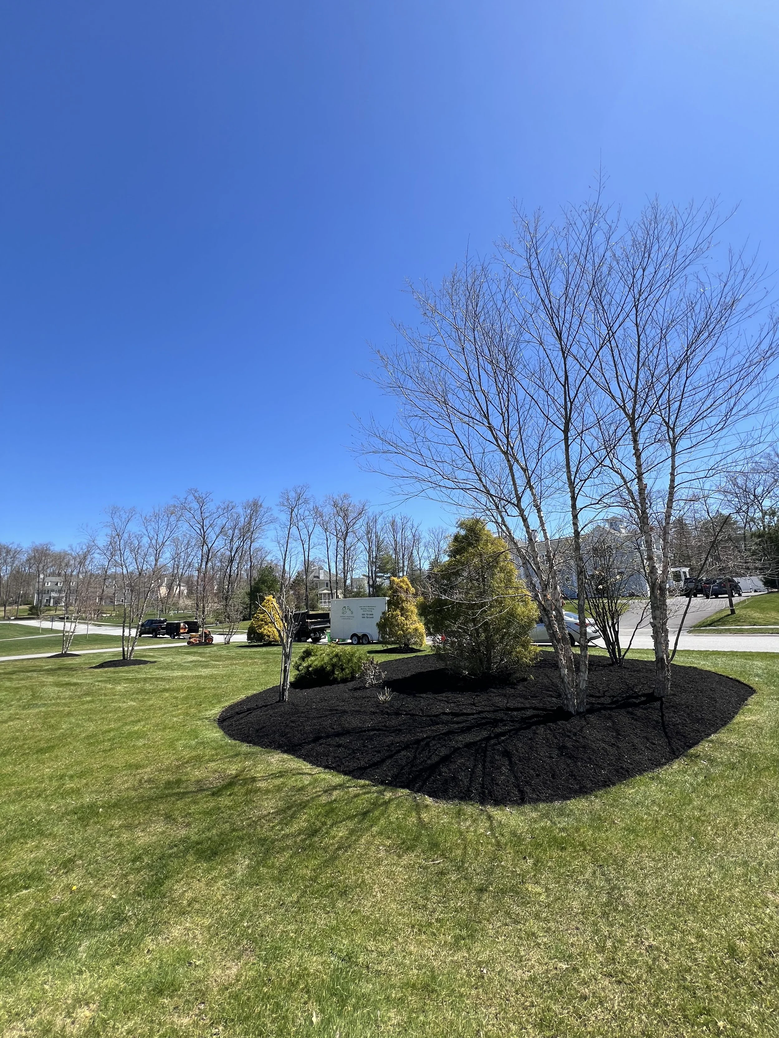 A landscaped yard with young trees, some with flowers, surrounded by freshly laid dark mulch, under a clear blue sky near residential houses and a street.