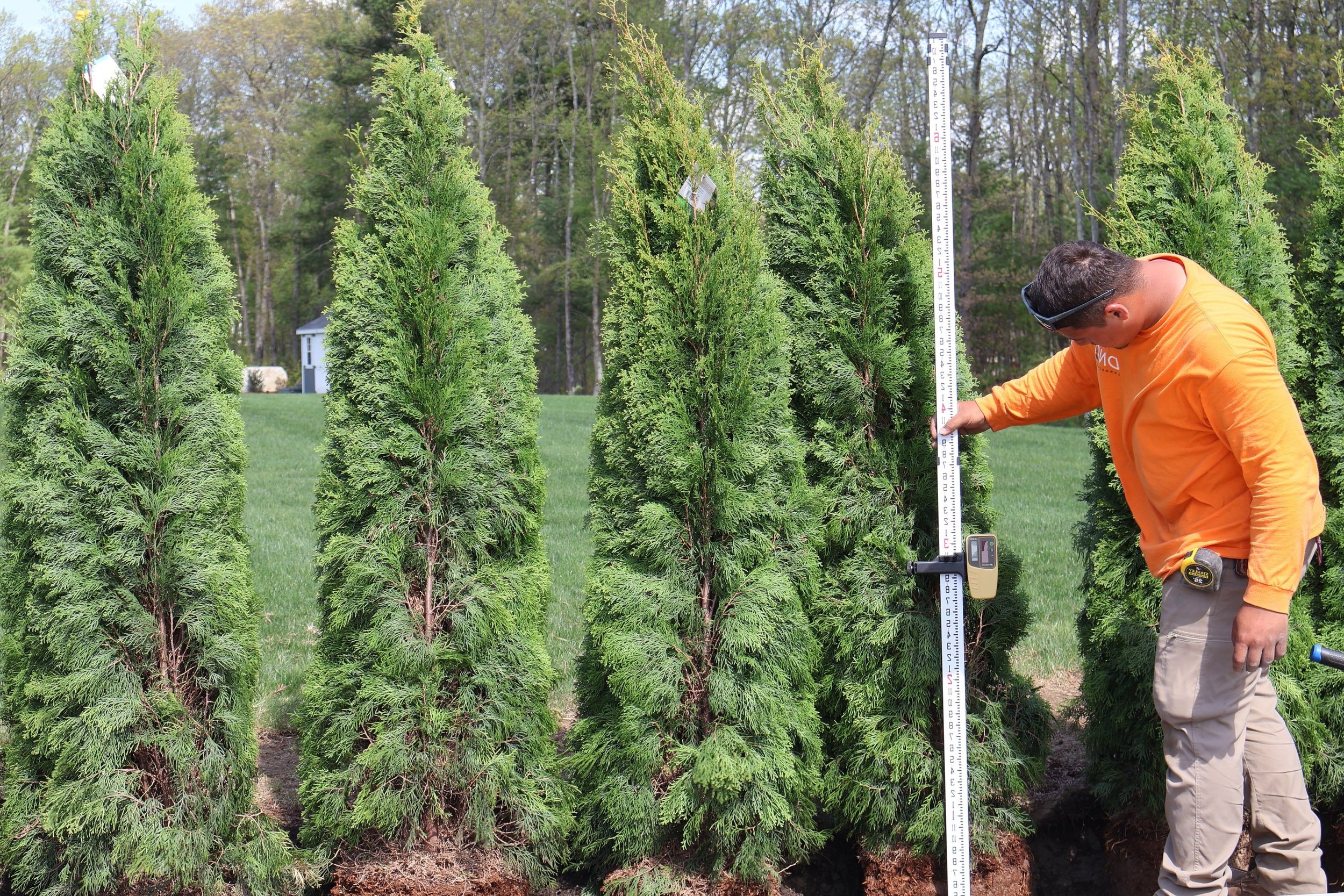 Man measuring the height of a row of green conifer trees with a measuring pole in a grassy field.
